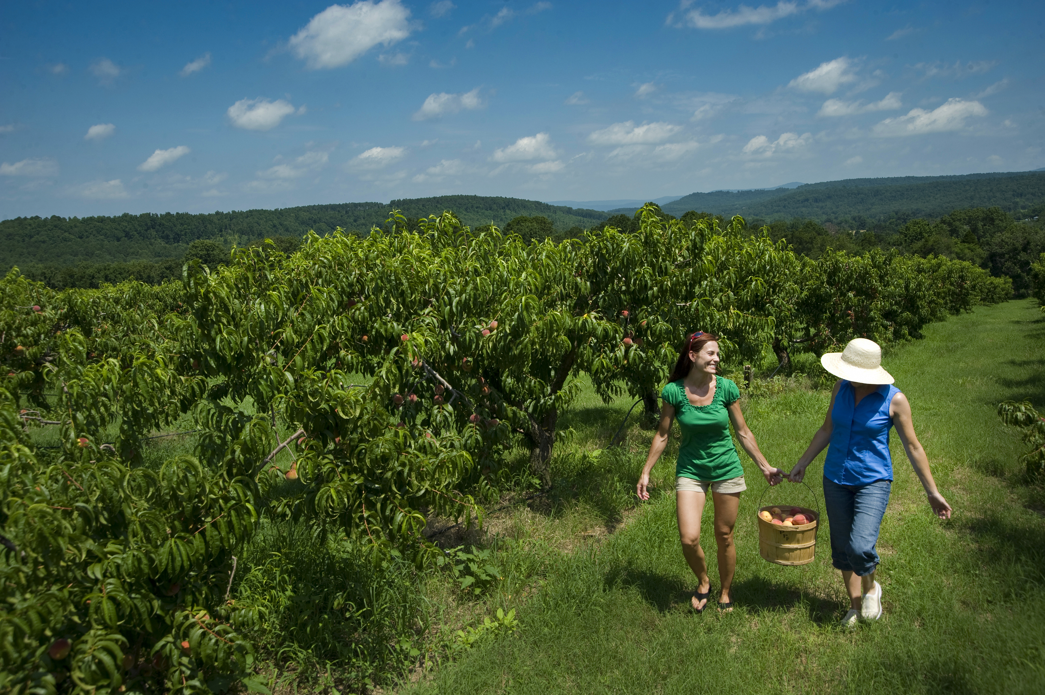 Peach Pickin' Paradise