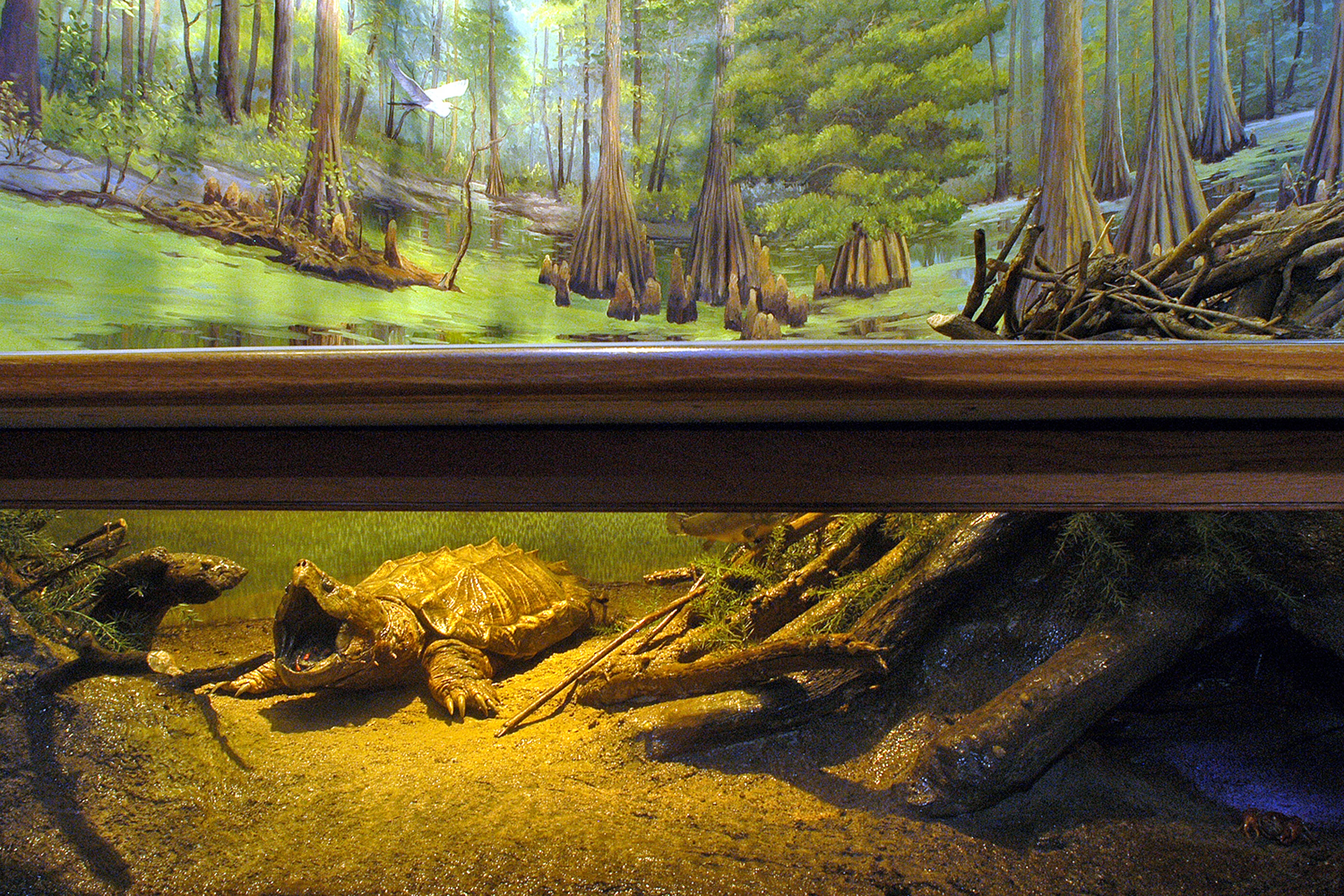 Bull Shoals White River