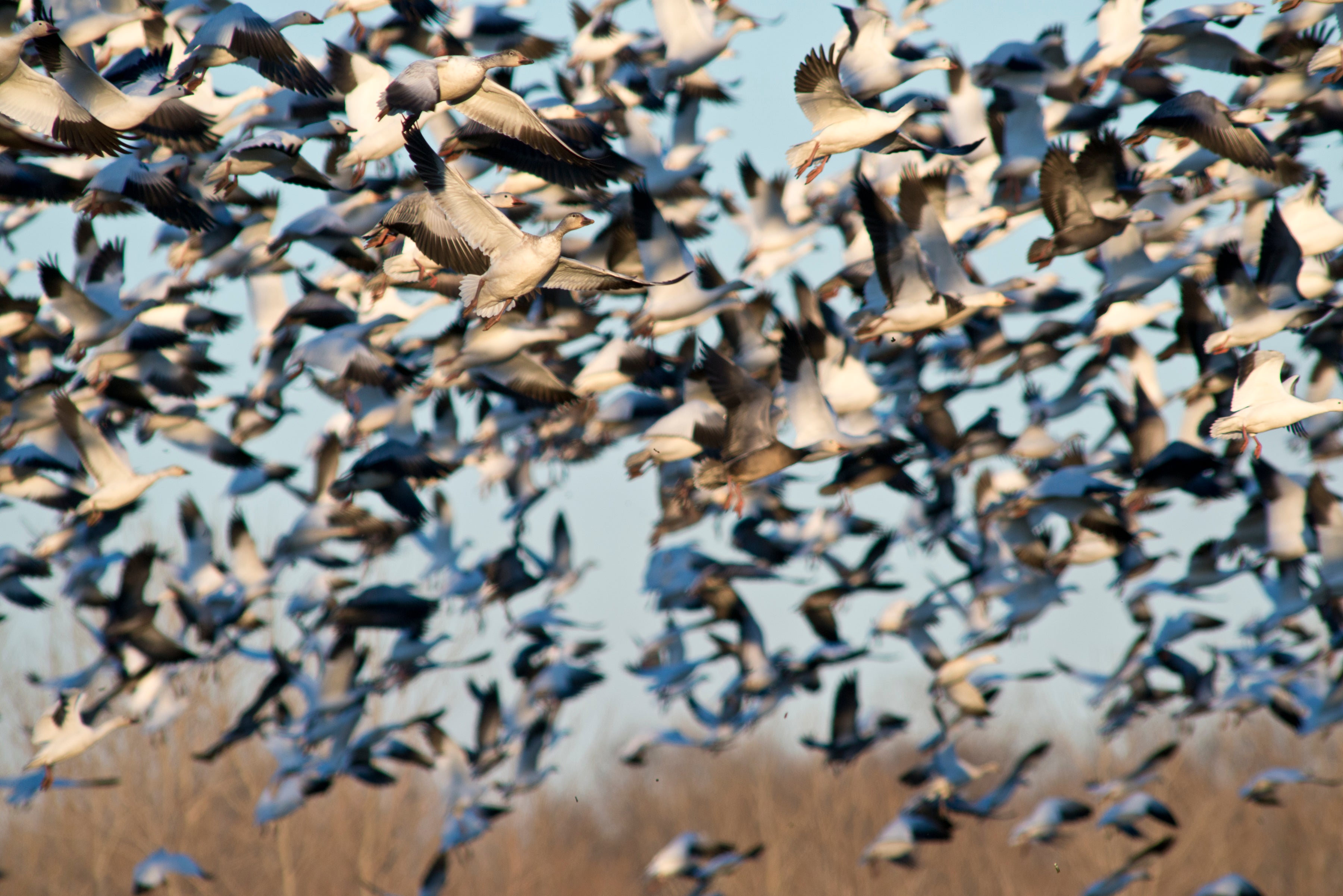 Snow geese in Southeast Arkansas