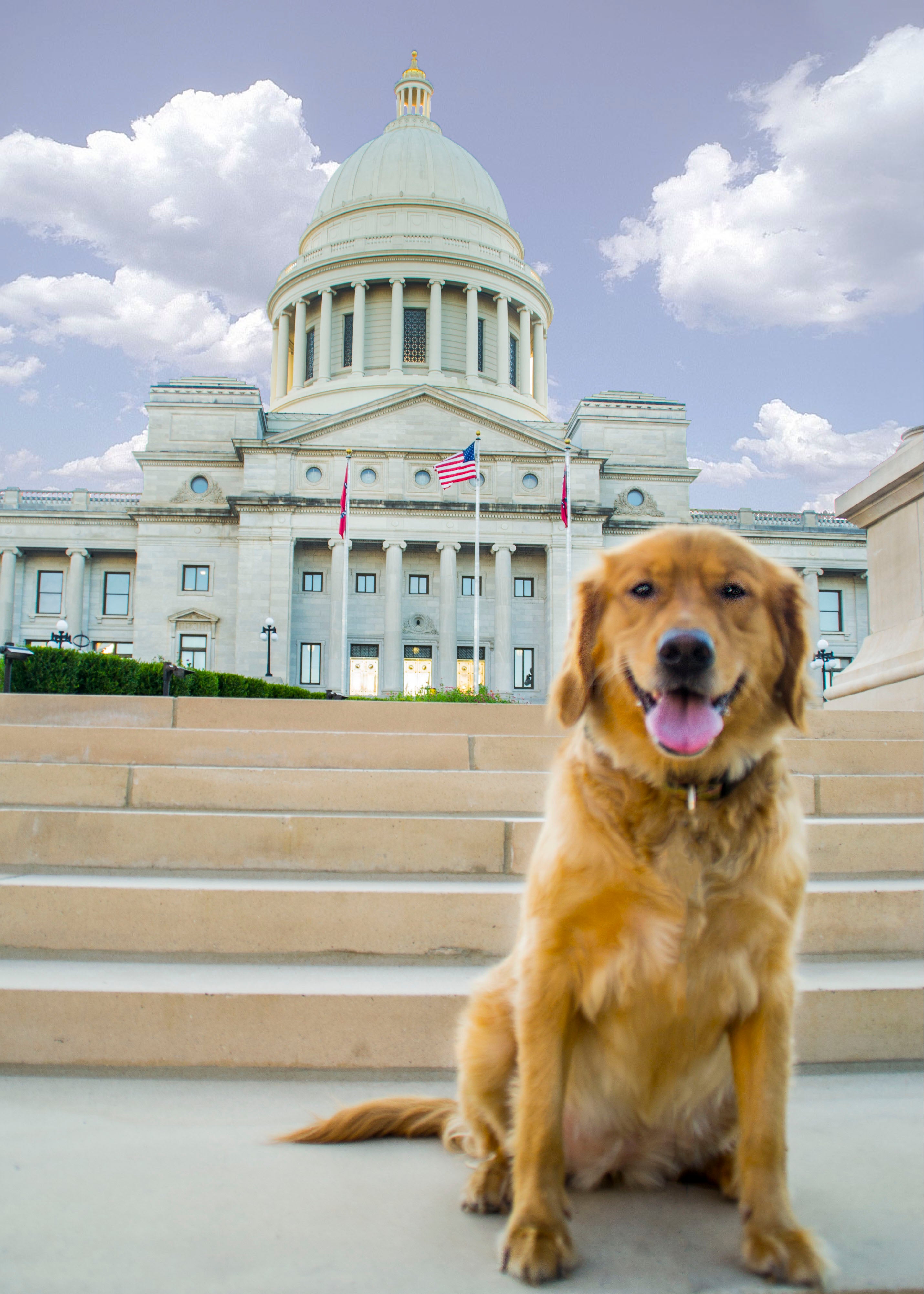 Dog-Friendly Activities in Little Rock 