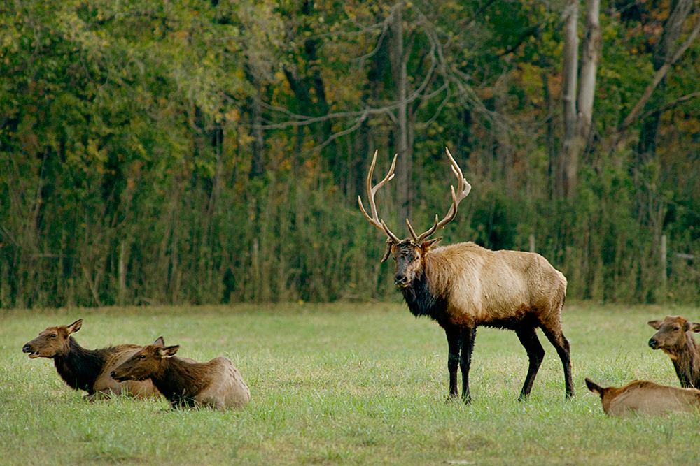 Arkansas’s Elk Herd