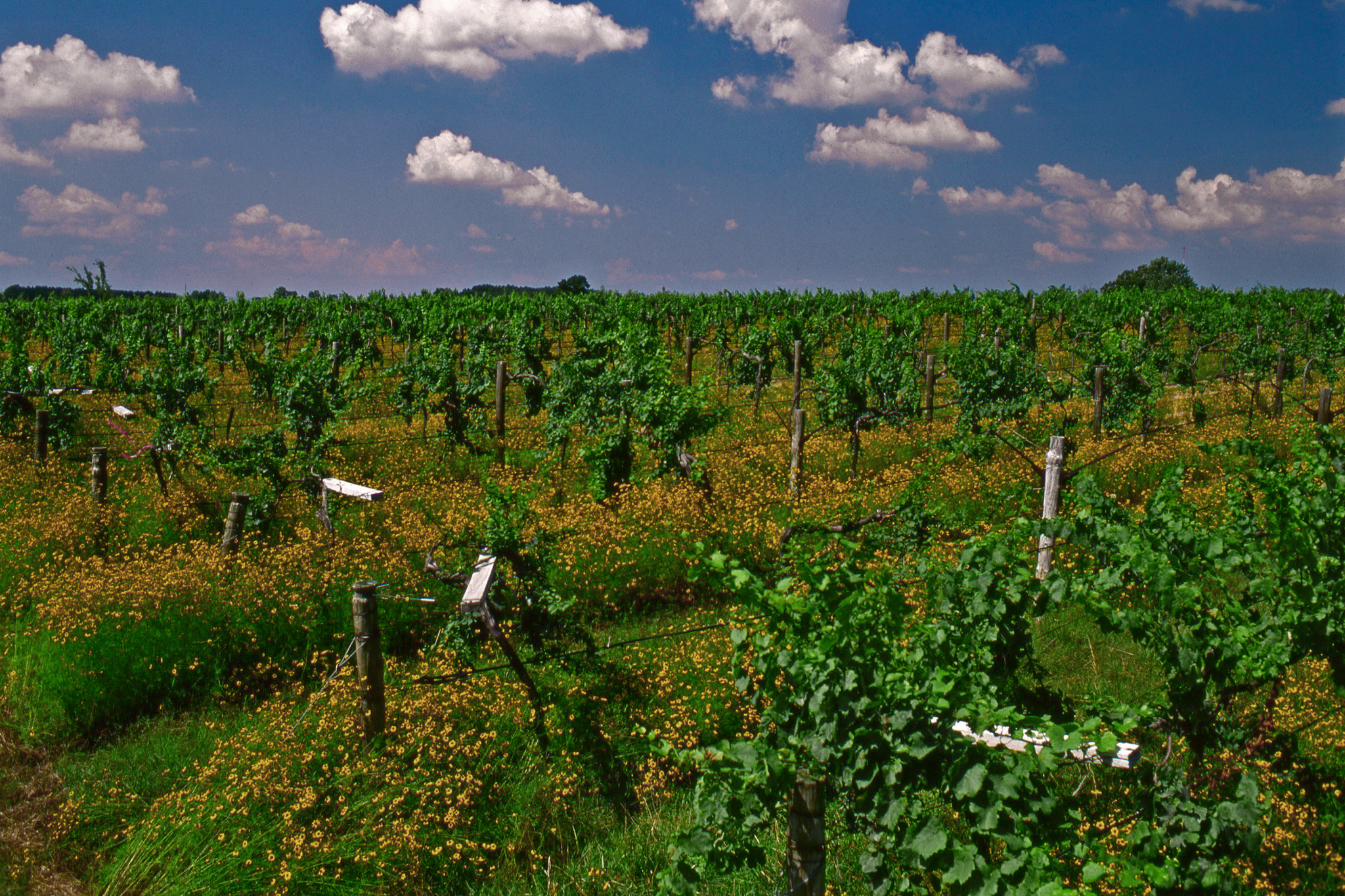Wiederkehr Wine Cellar & Vineyard