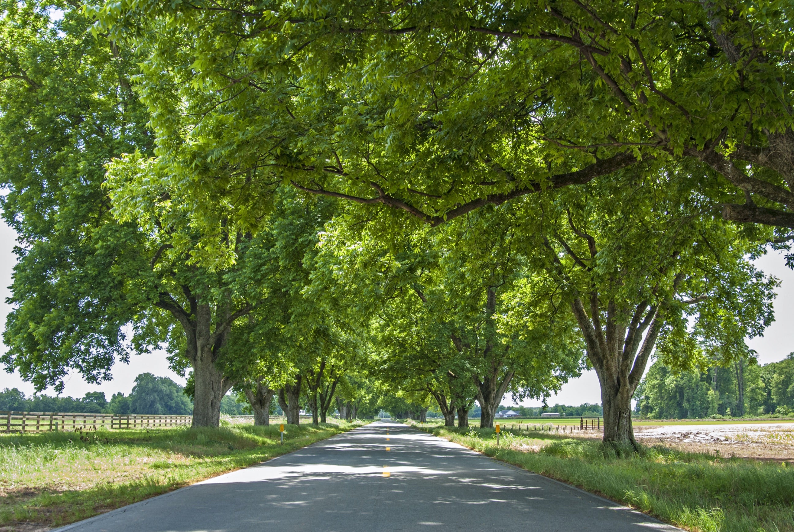 Pecan trees in Scott