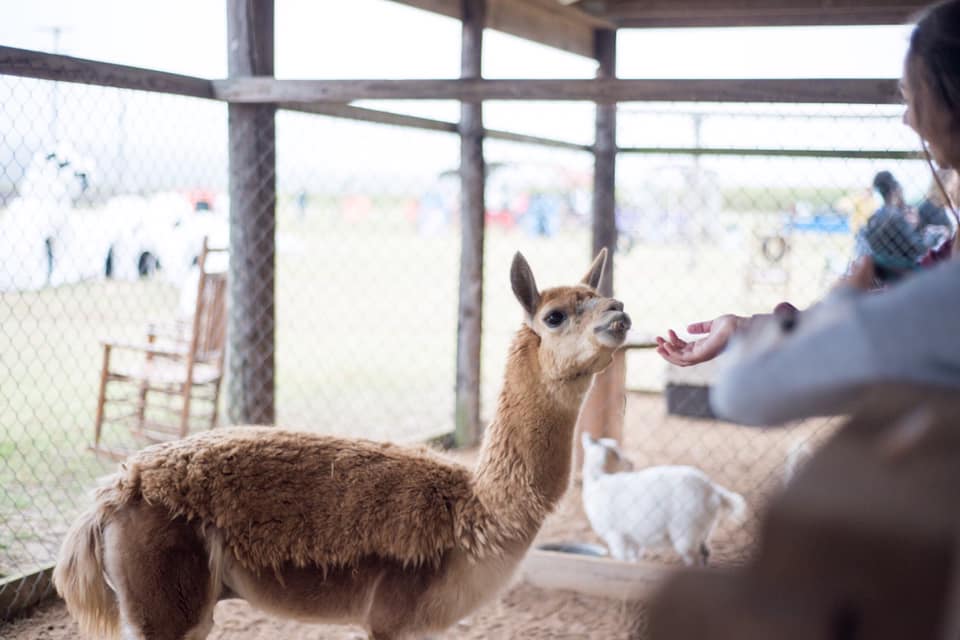 Spend some time at the barnyard at Peebles Farm and Corn Maze