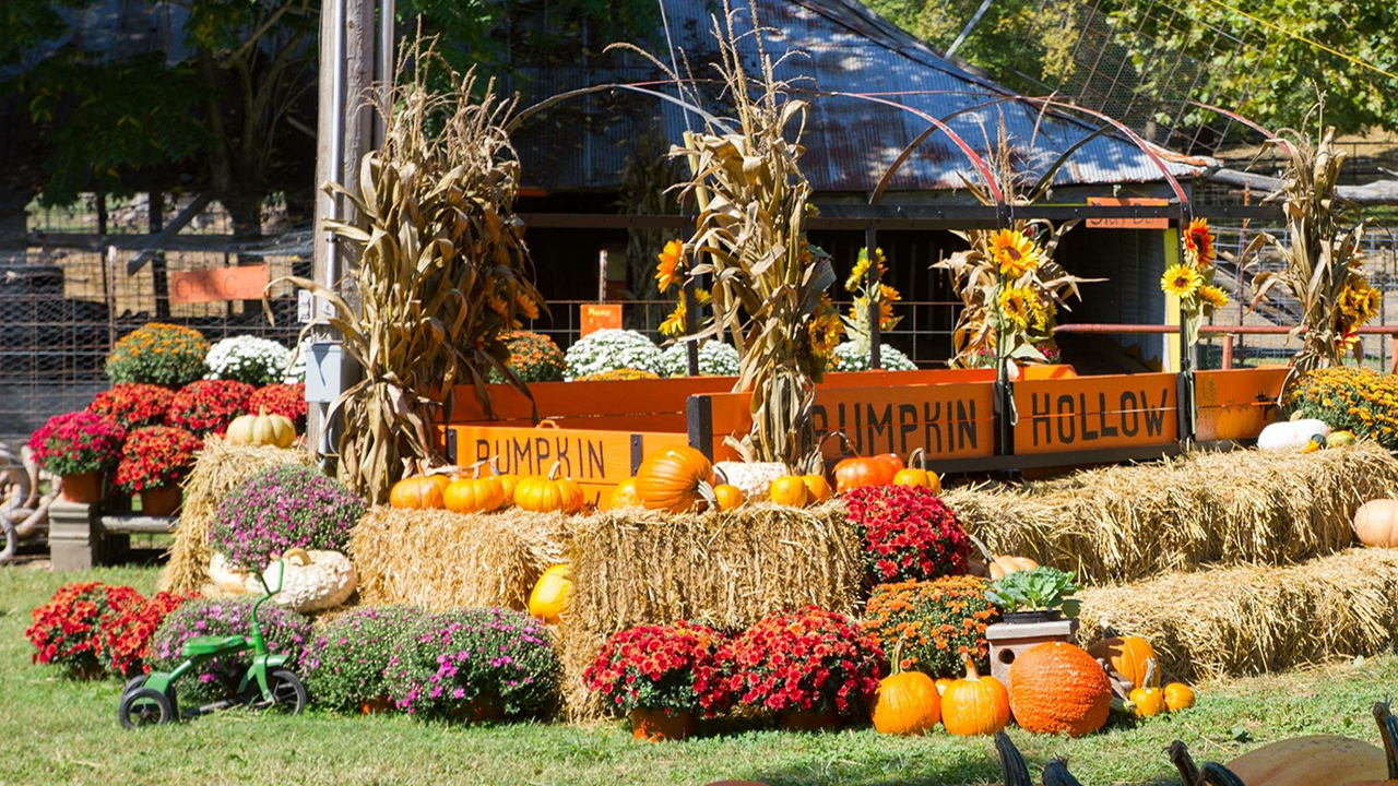 pumpkin hollow