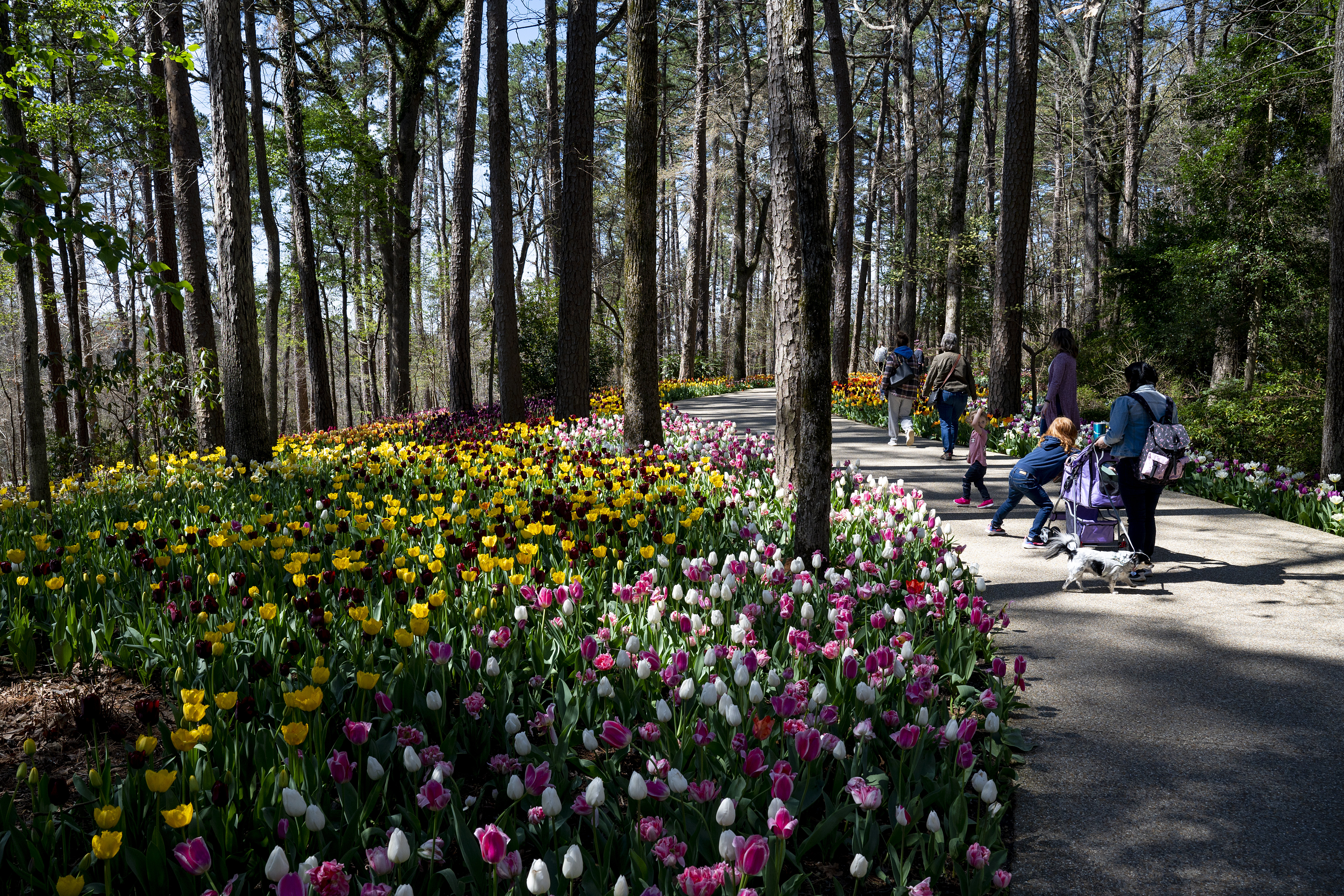 Colorful flowers with a paved walking path where a group of people gather to explore the gardens