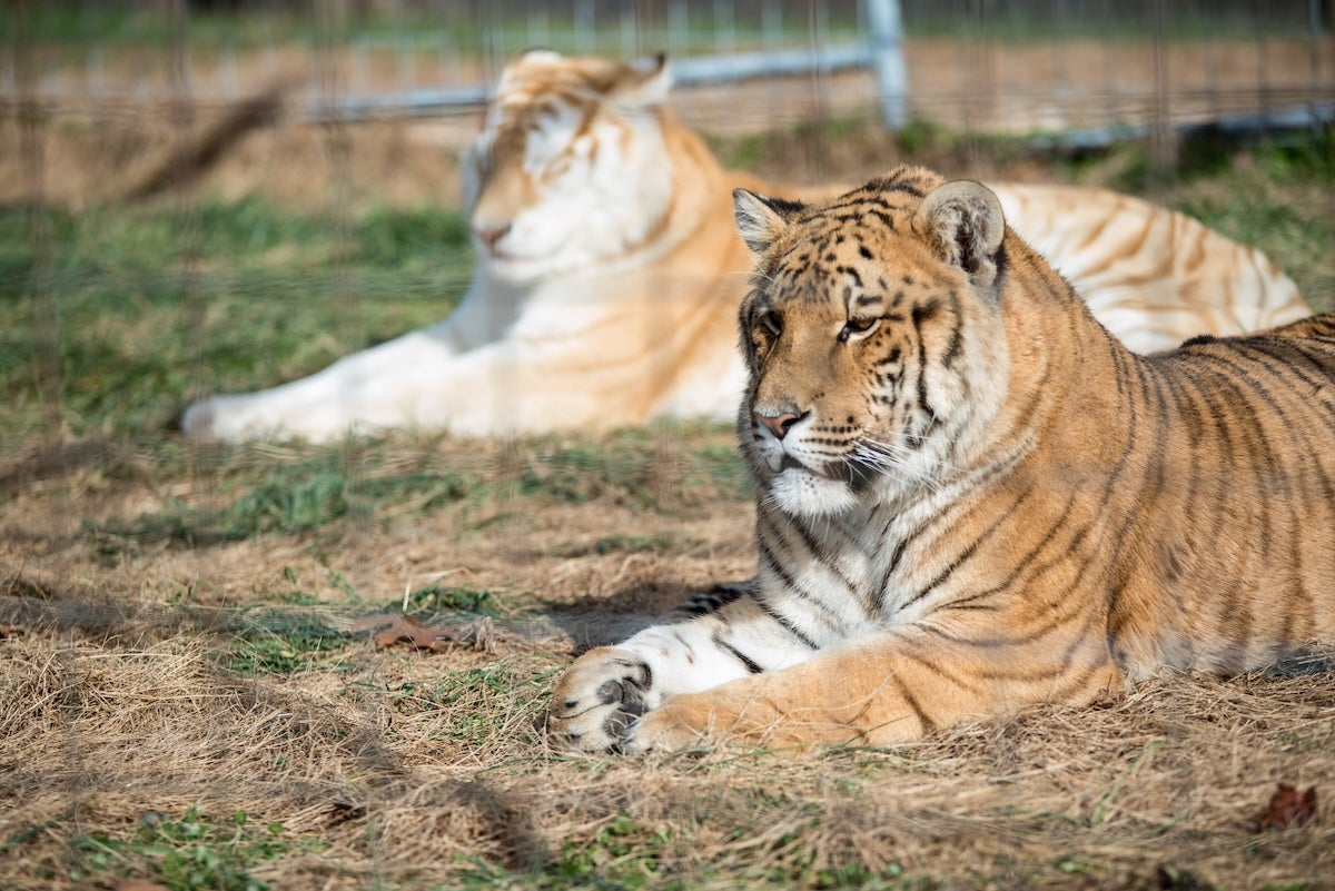big cats at the turpentine creek wildlife refuge