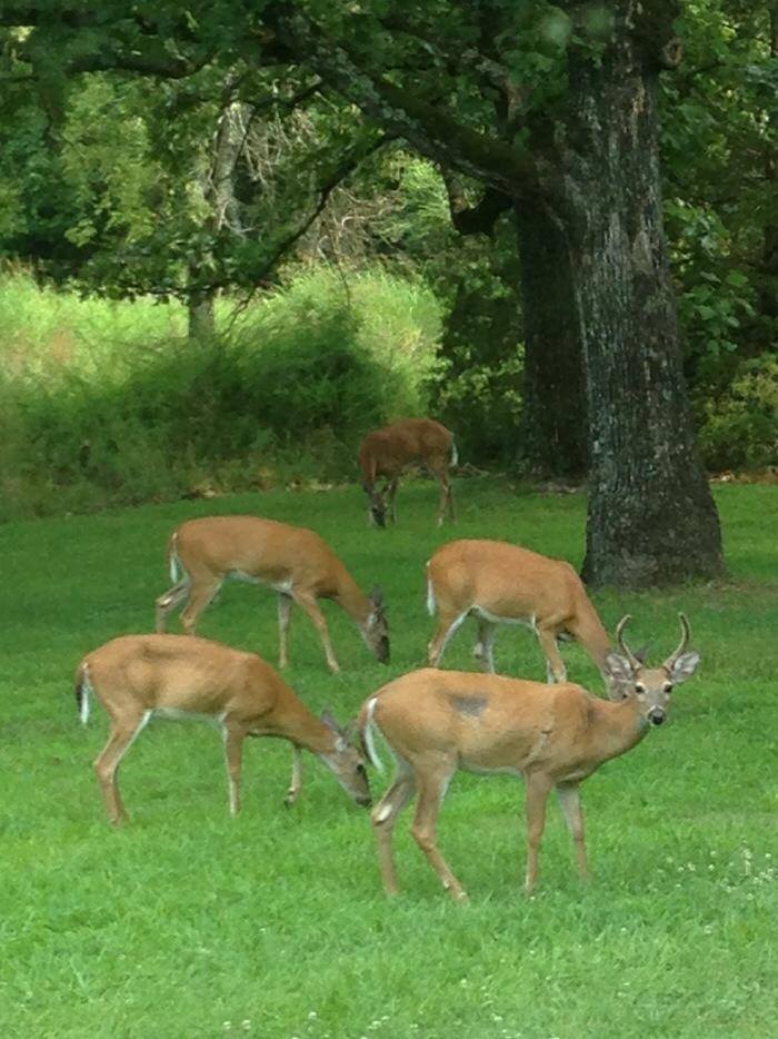 Deer grazing at Three Oaks Resort on Norfork Lake in Arkansas