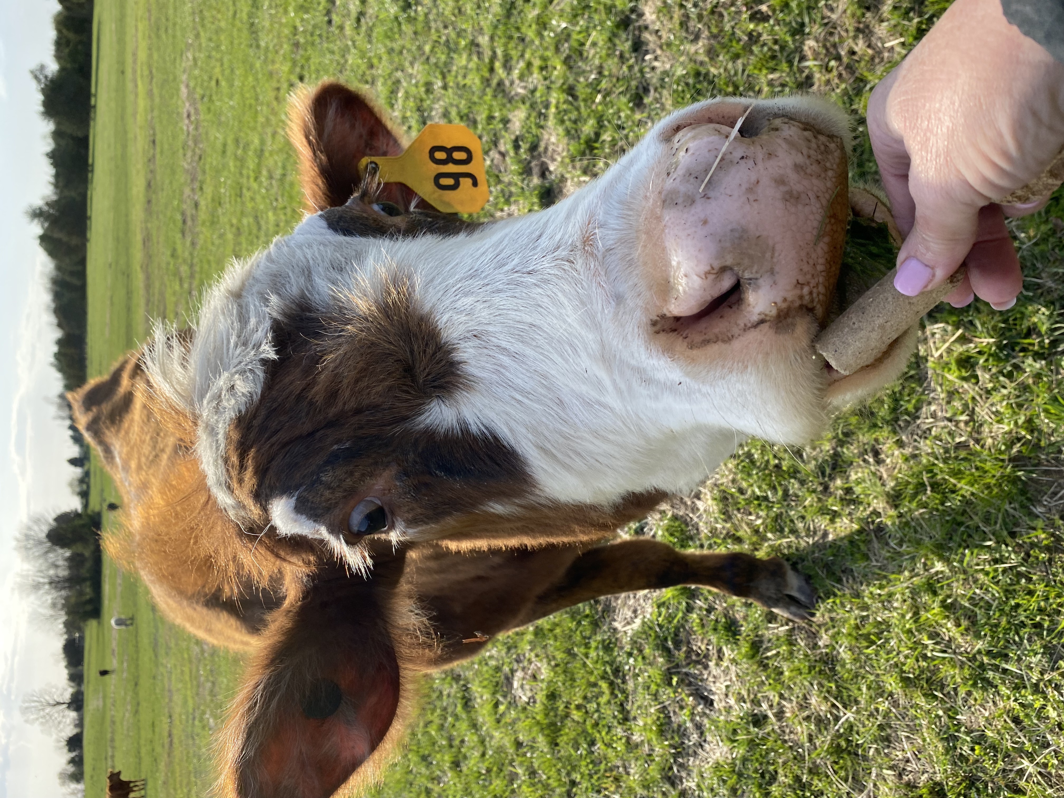 Cows in a pasture