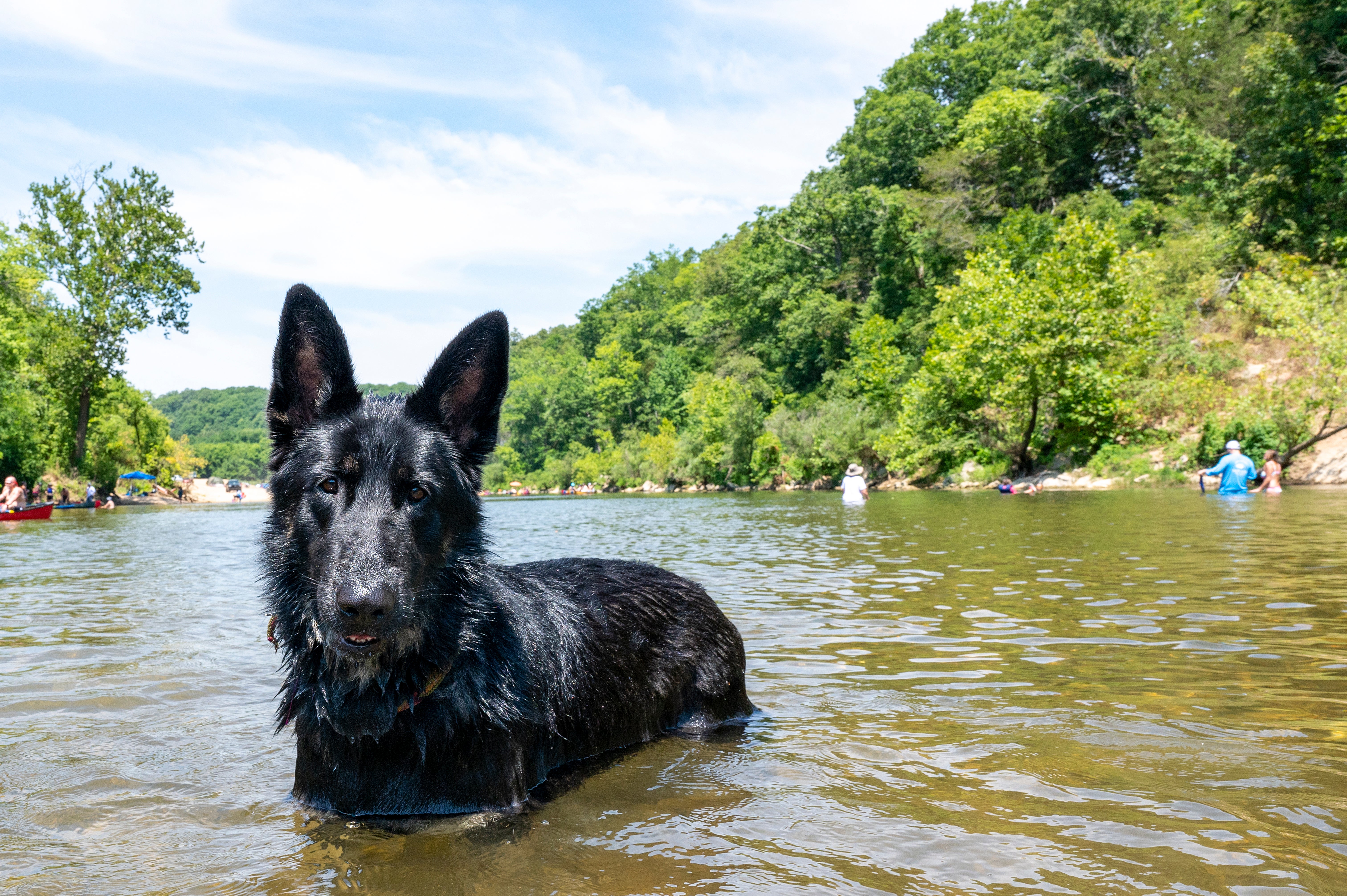 Dog on a floating trip on the Buffalo National River