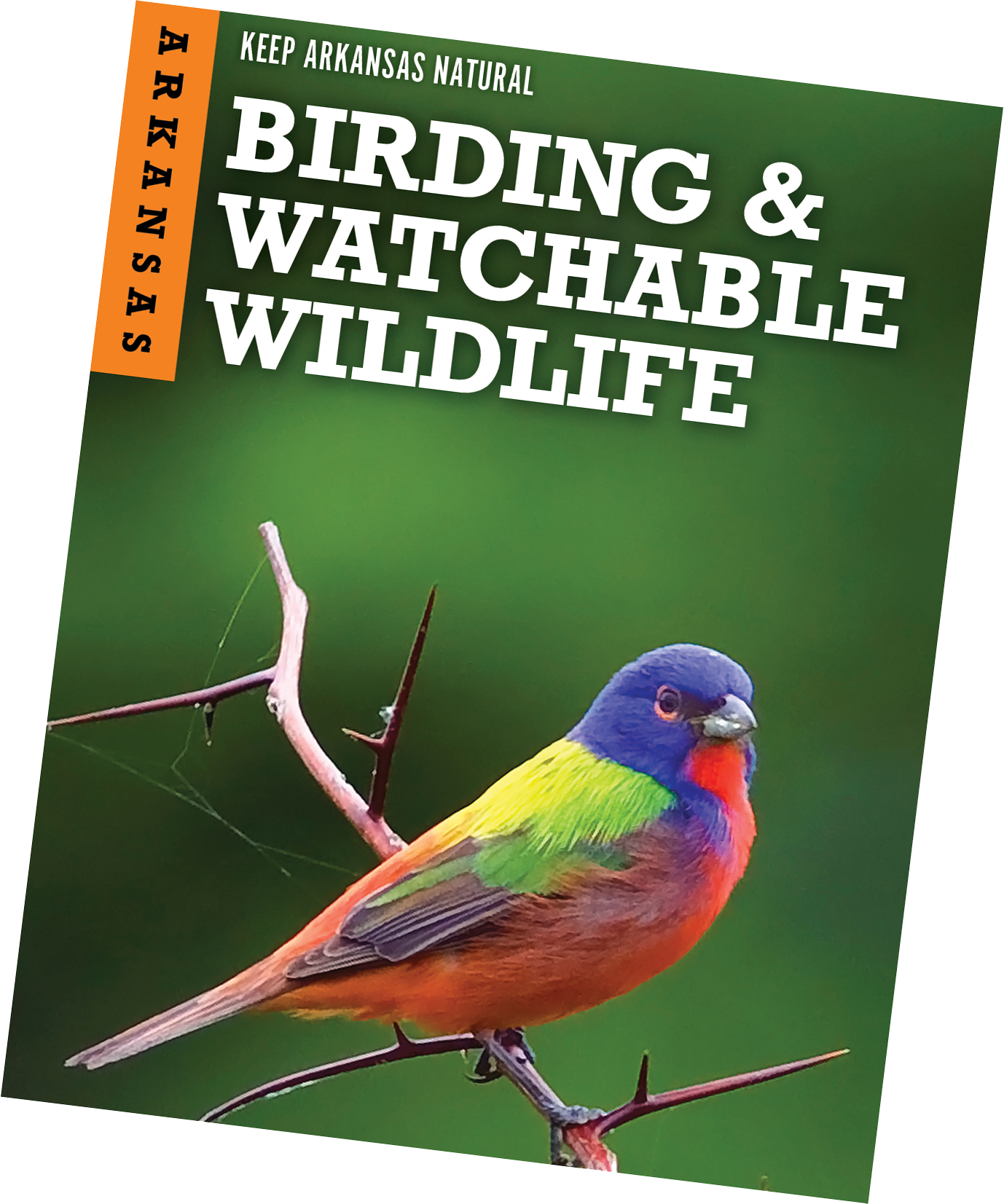 Arkansas Birding & Watchable Wildlife