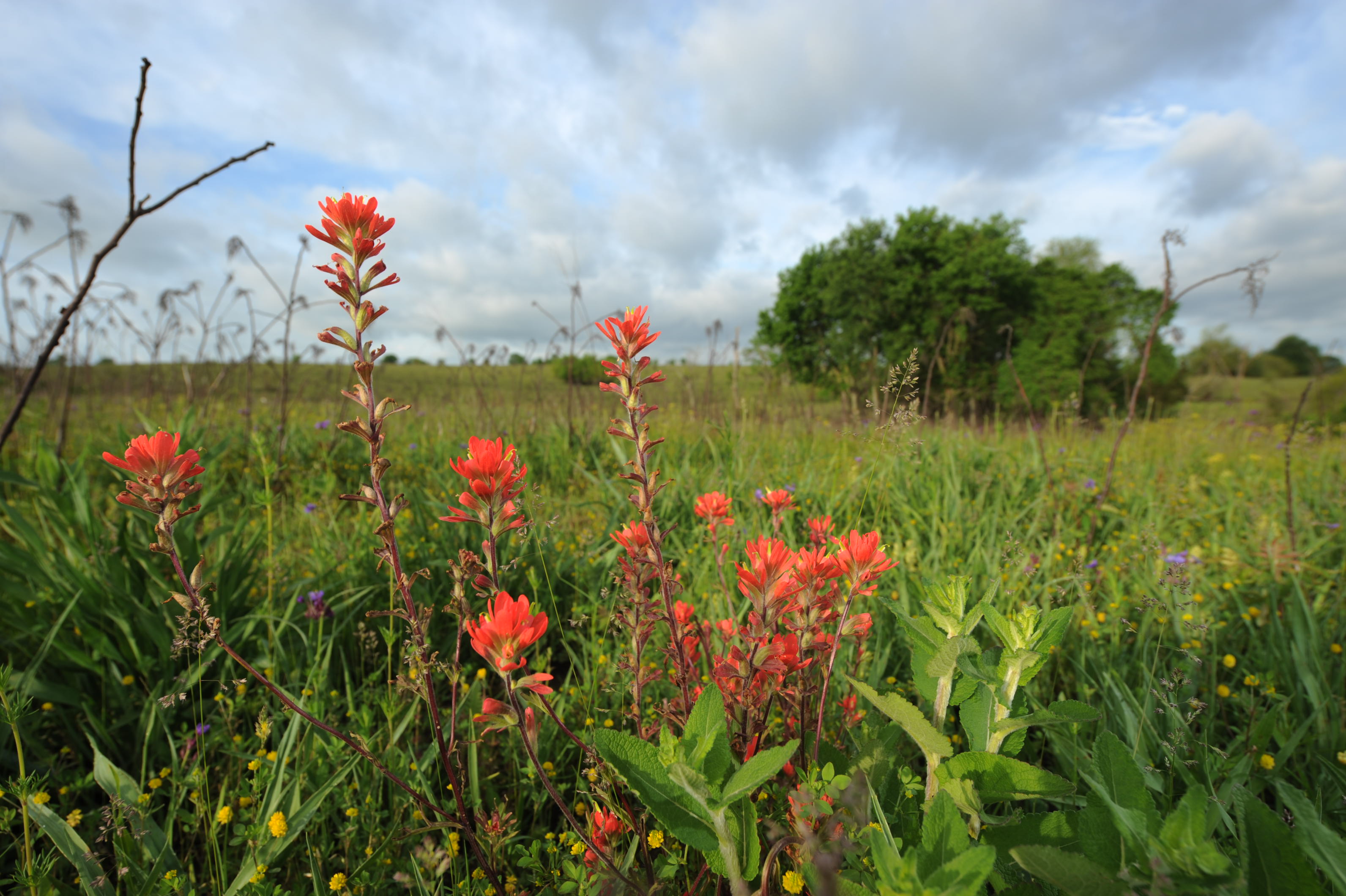 An image of wildflowers at Baker Prairie Natural Area.