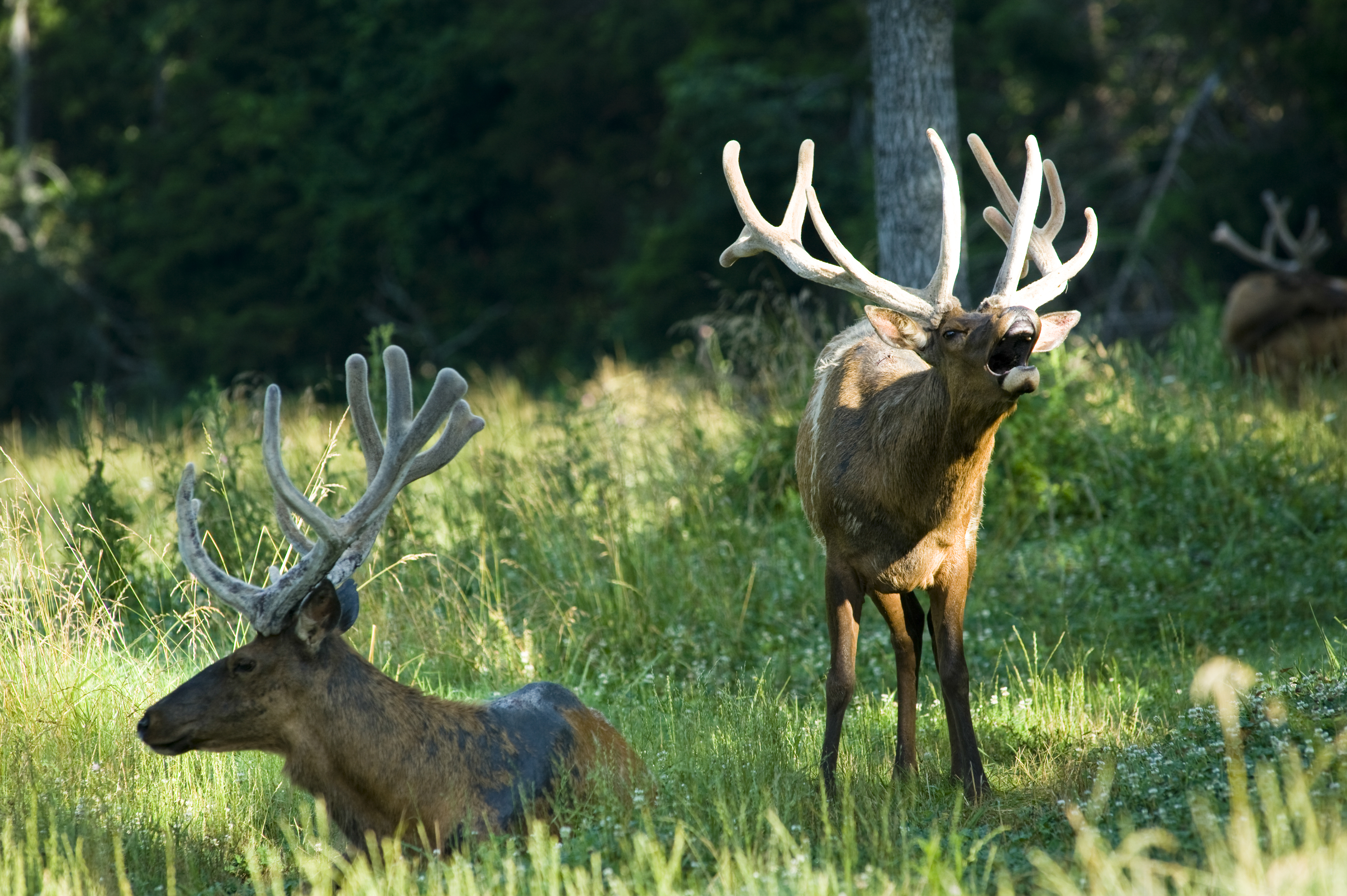 Elk grazing at the Buck Hollow Ranch