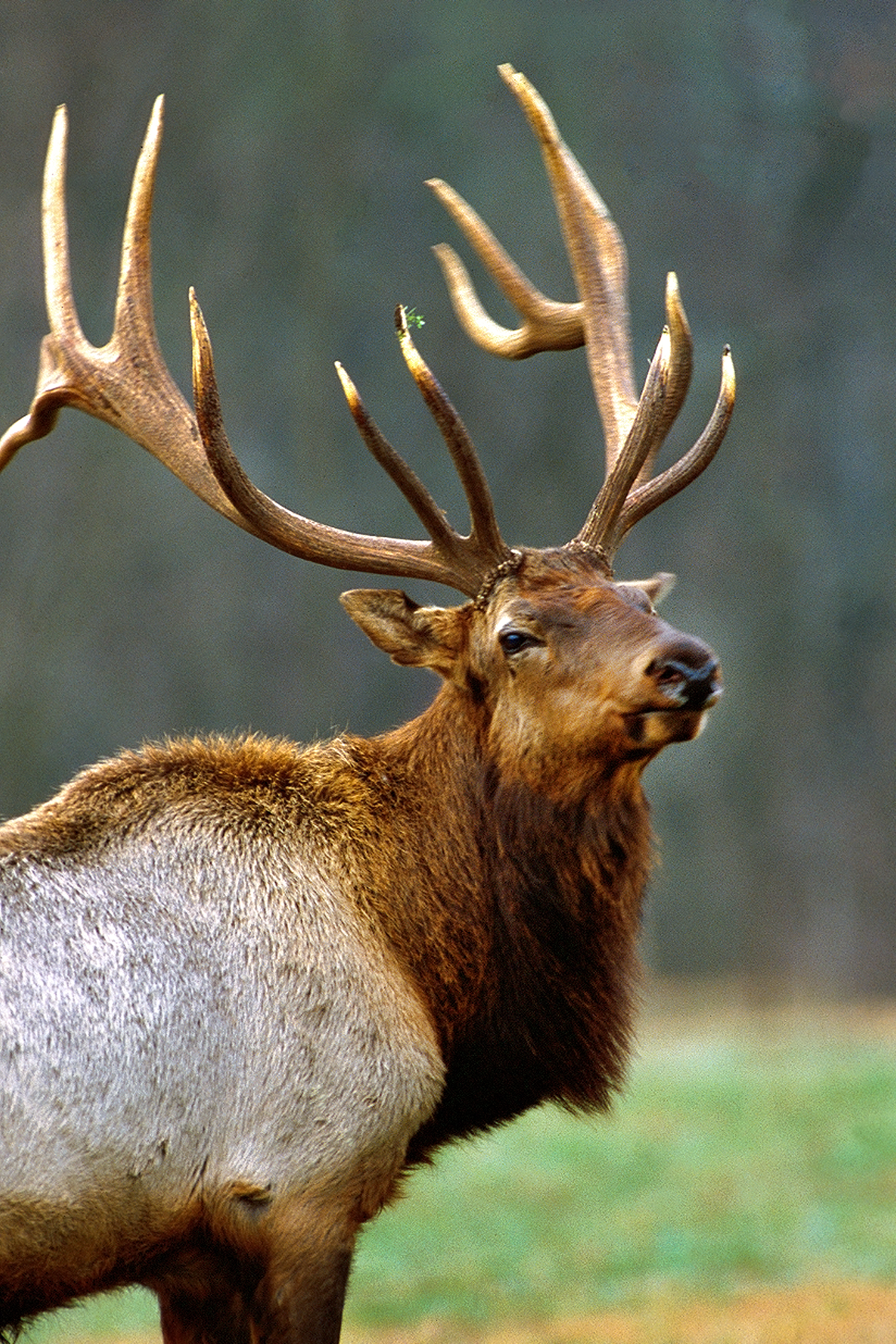 Elk near Buffalo National River.