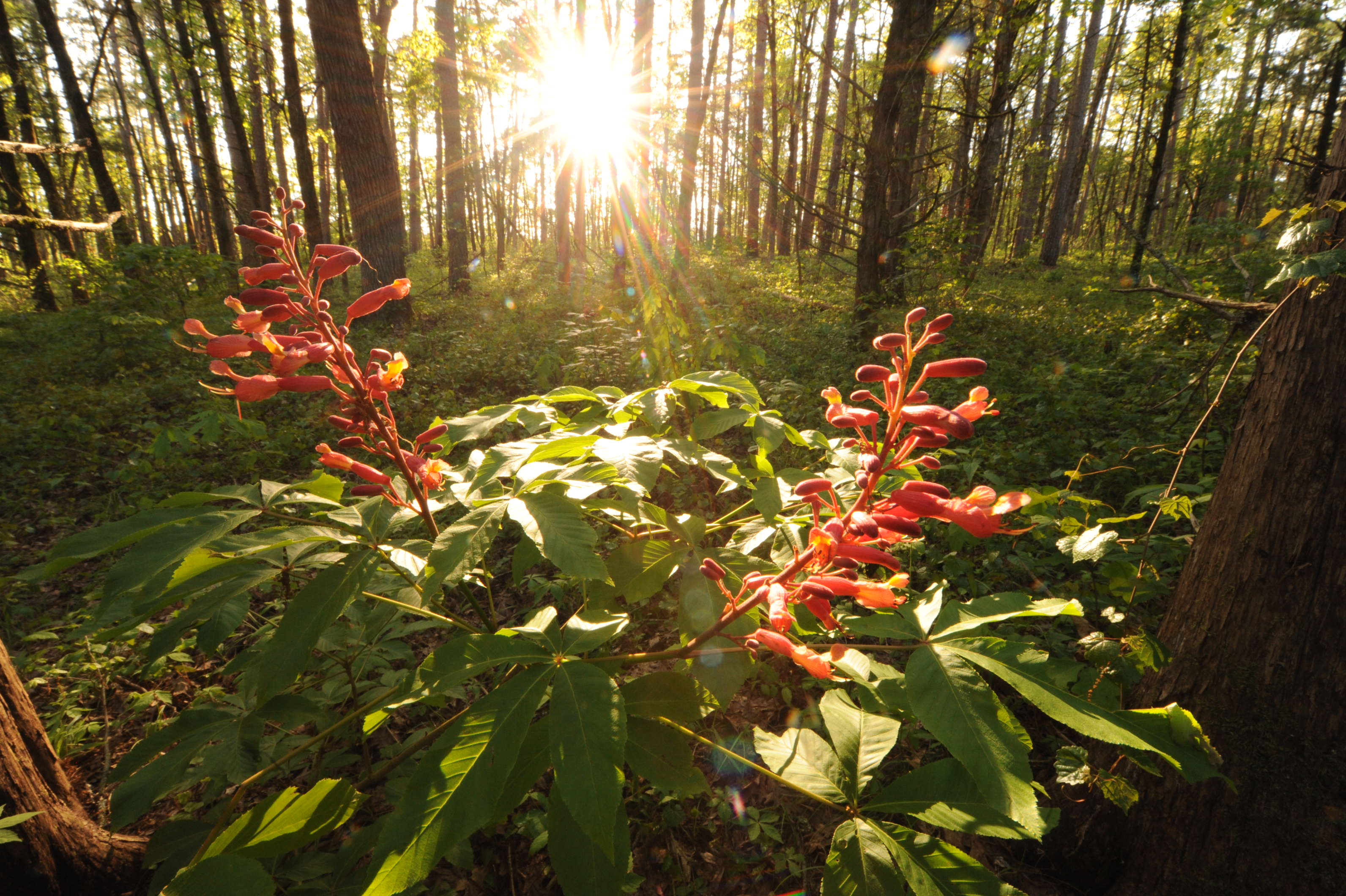 A picture of wildflowers at Cove Creek Natural Area.
