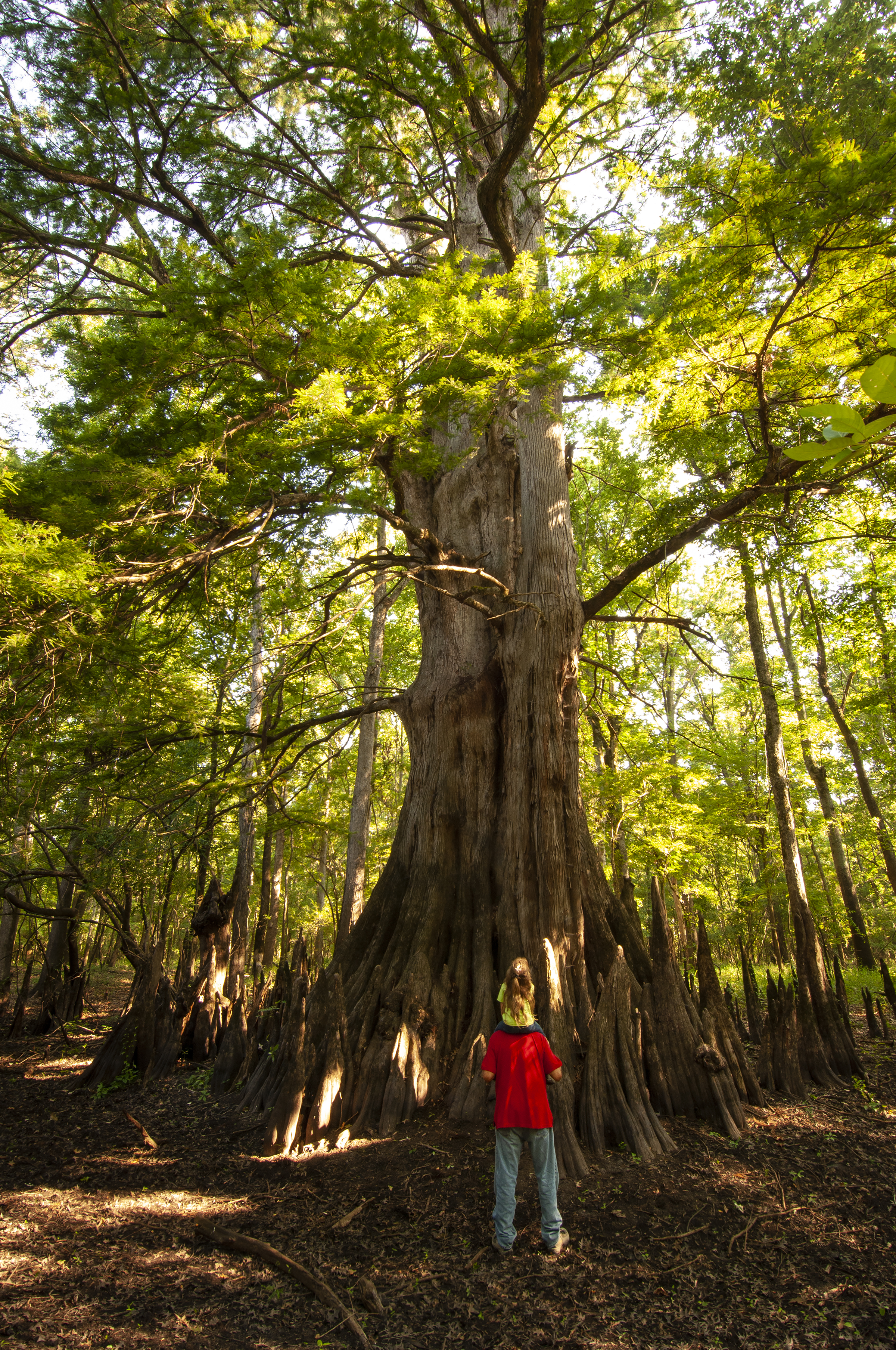 Arkansas's champion cypress tree is located on the White River National Wildlife Refuge.