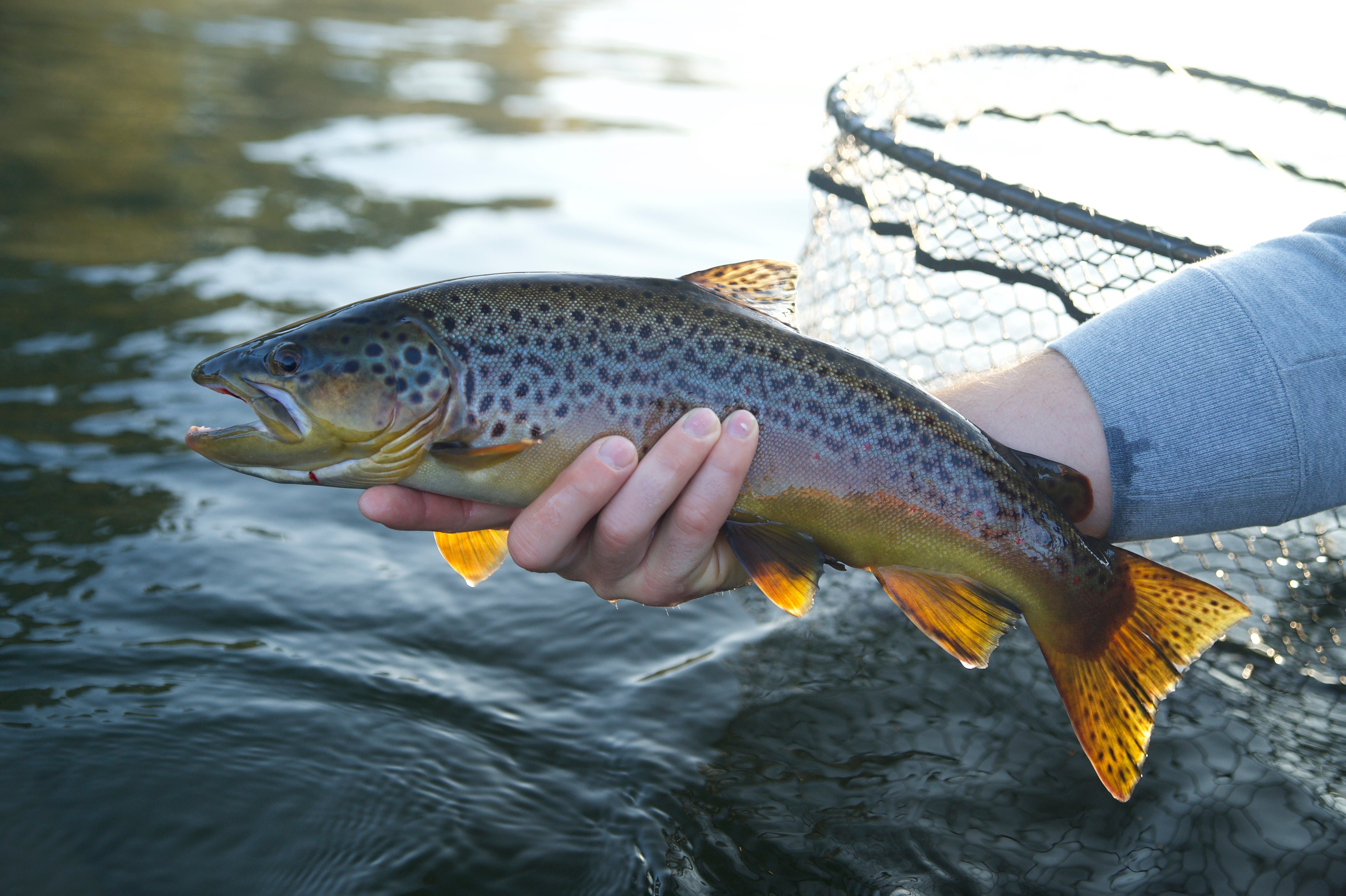 Fish caught on the White River