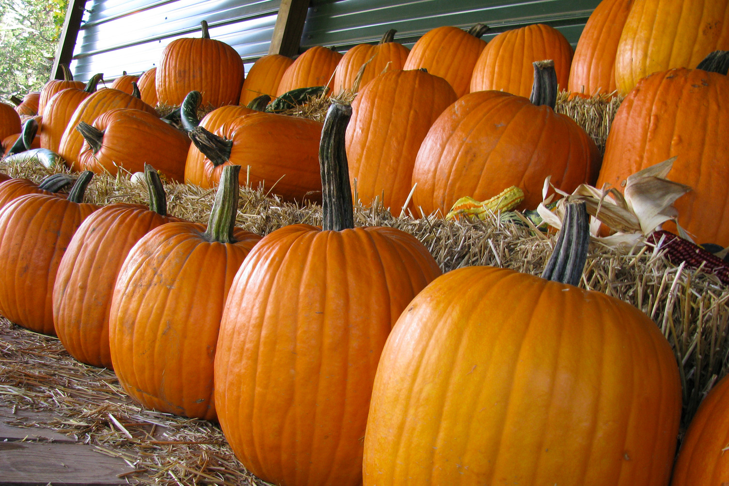 pumpkins