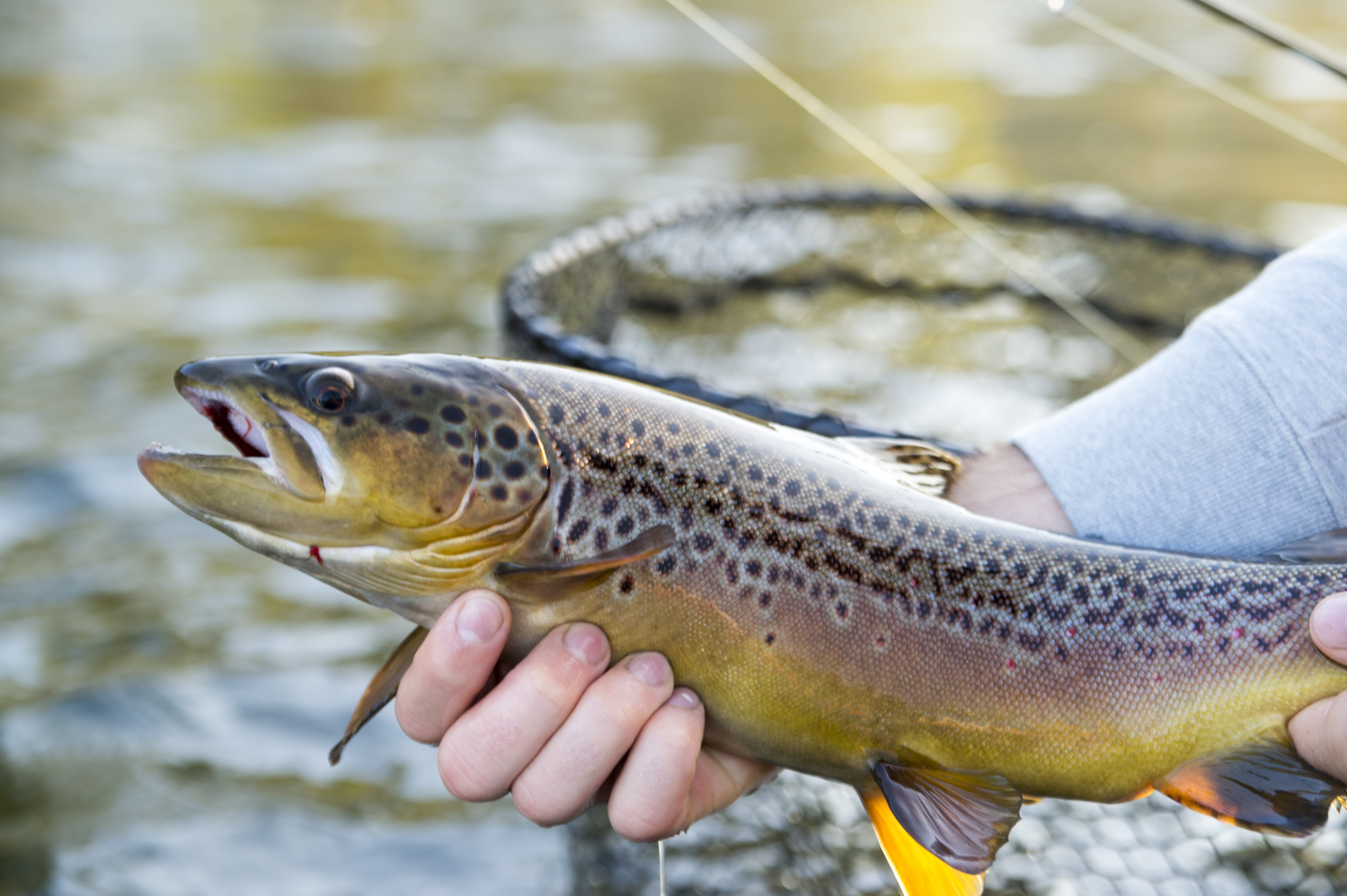 Trout fishing at Gaston's White River Resort