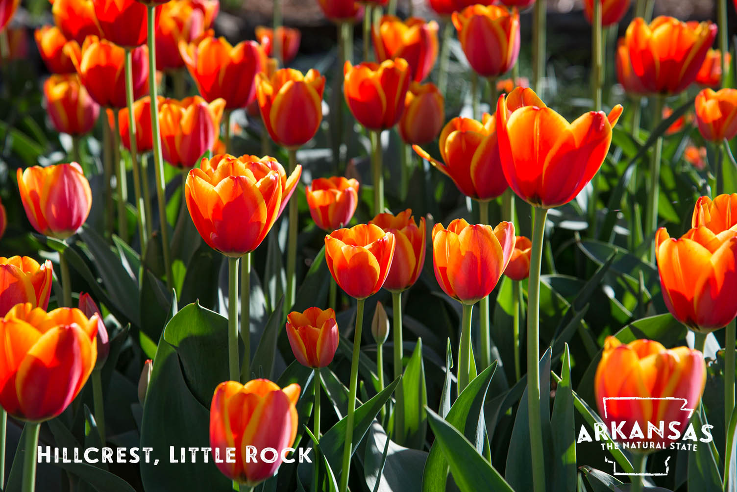 Tulips in the historic neighborhood of Hillcrest in Little Rock