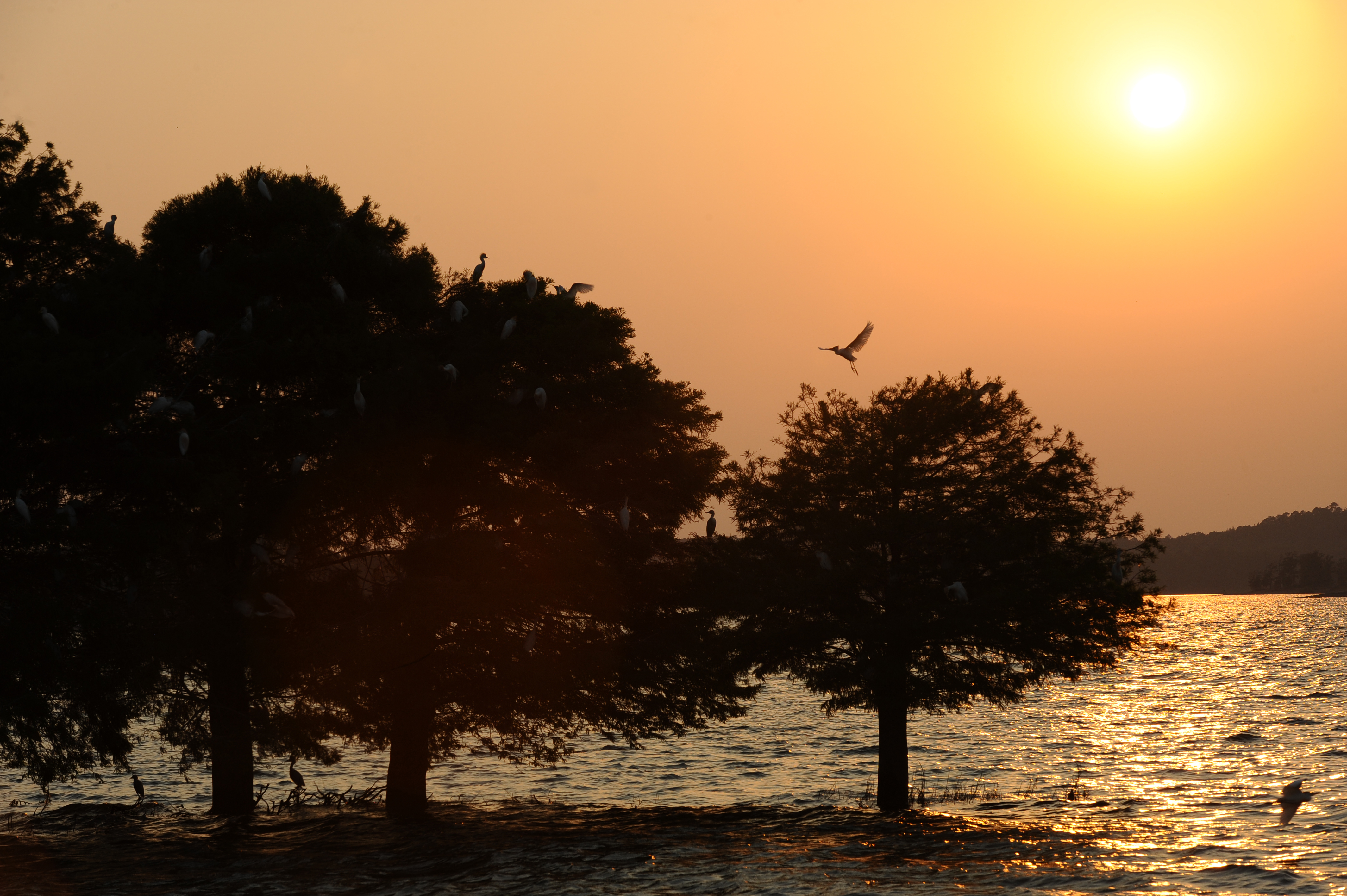 Bird Island at Lake Ouachita State Park