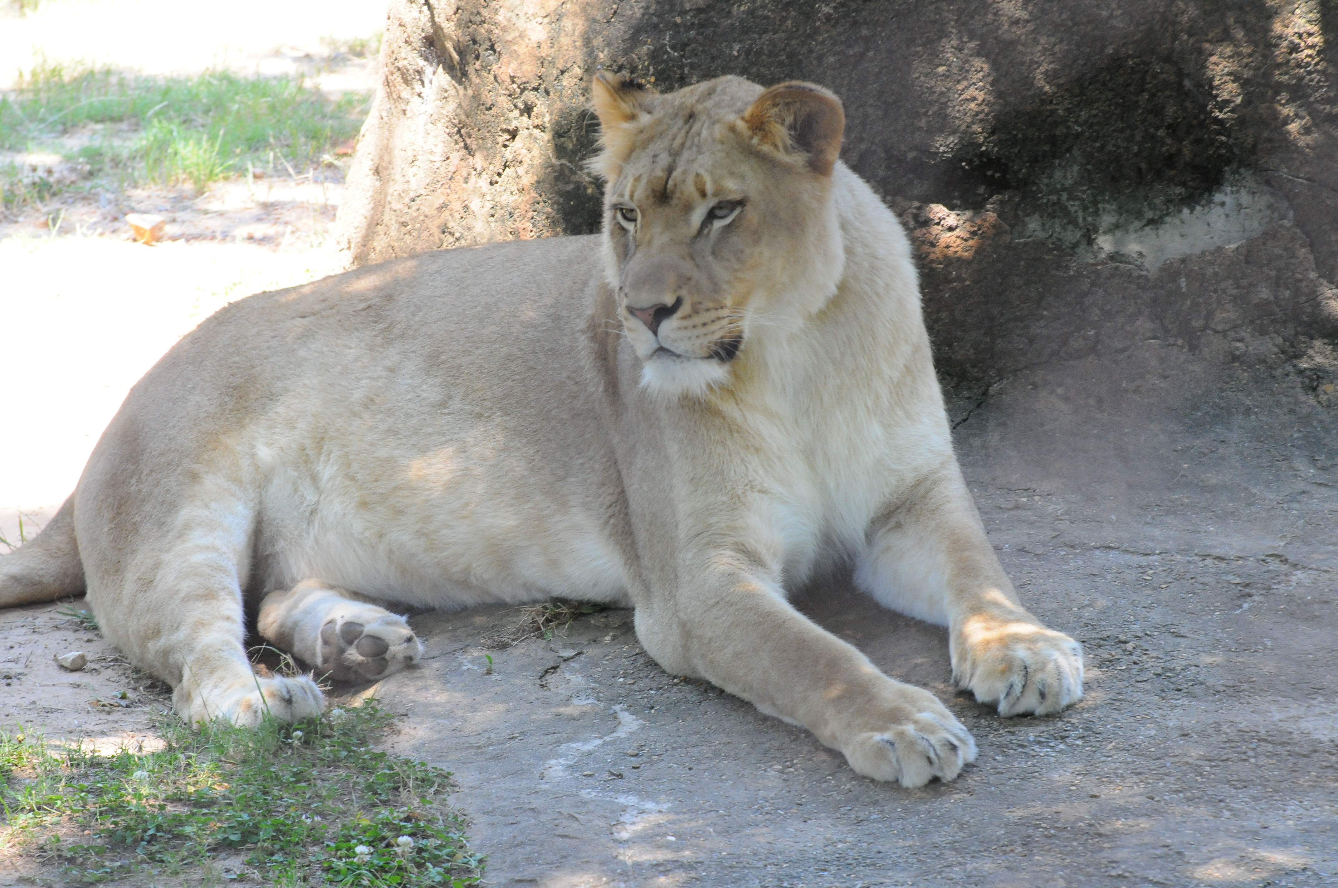 Little Rock Zoo
