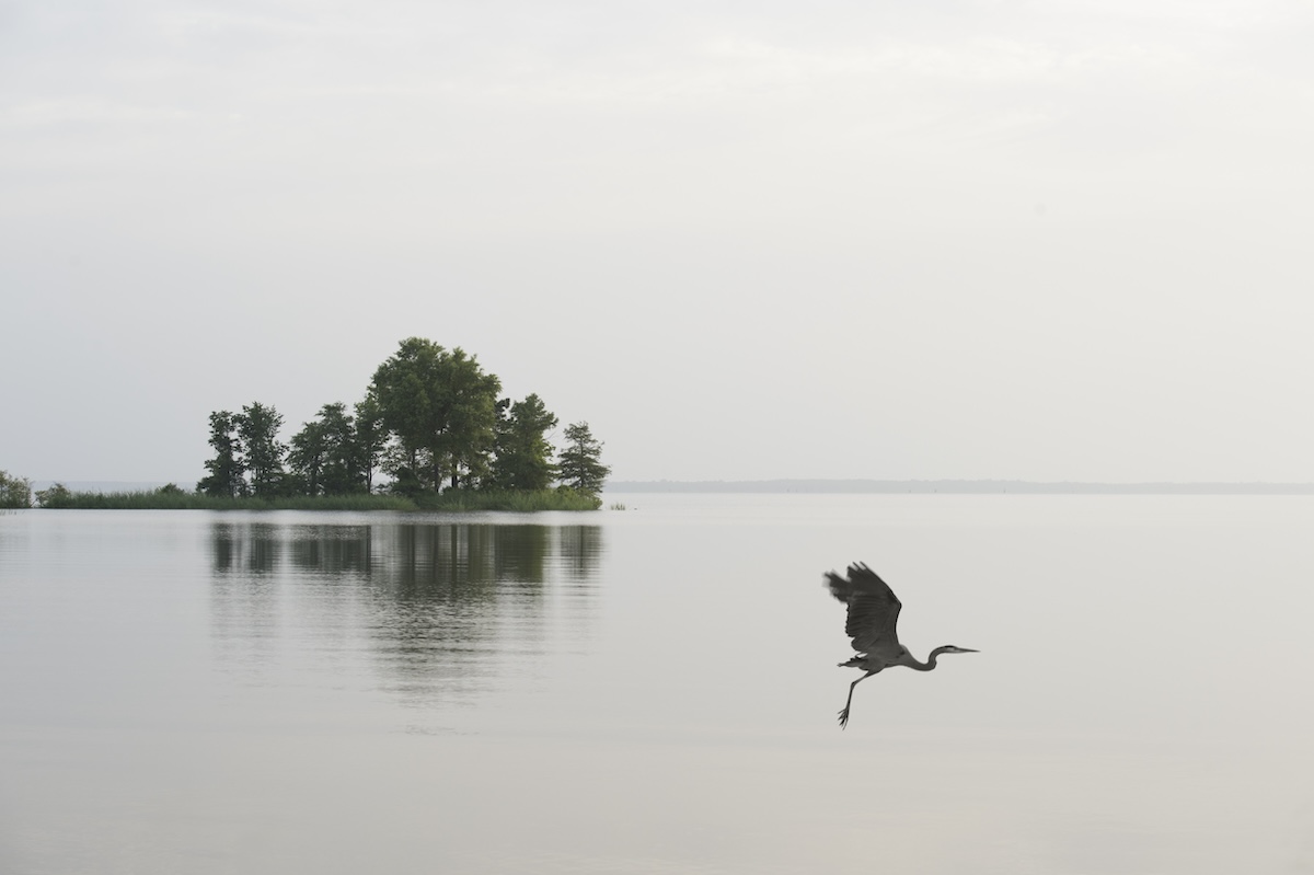 Bird over water at Millwood