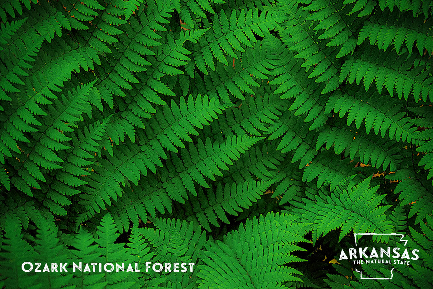 Ferns at the Ozark National Forest
