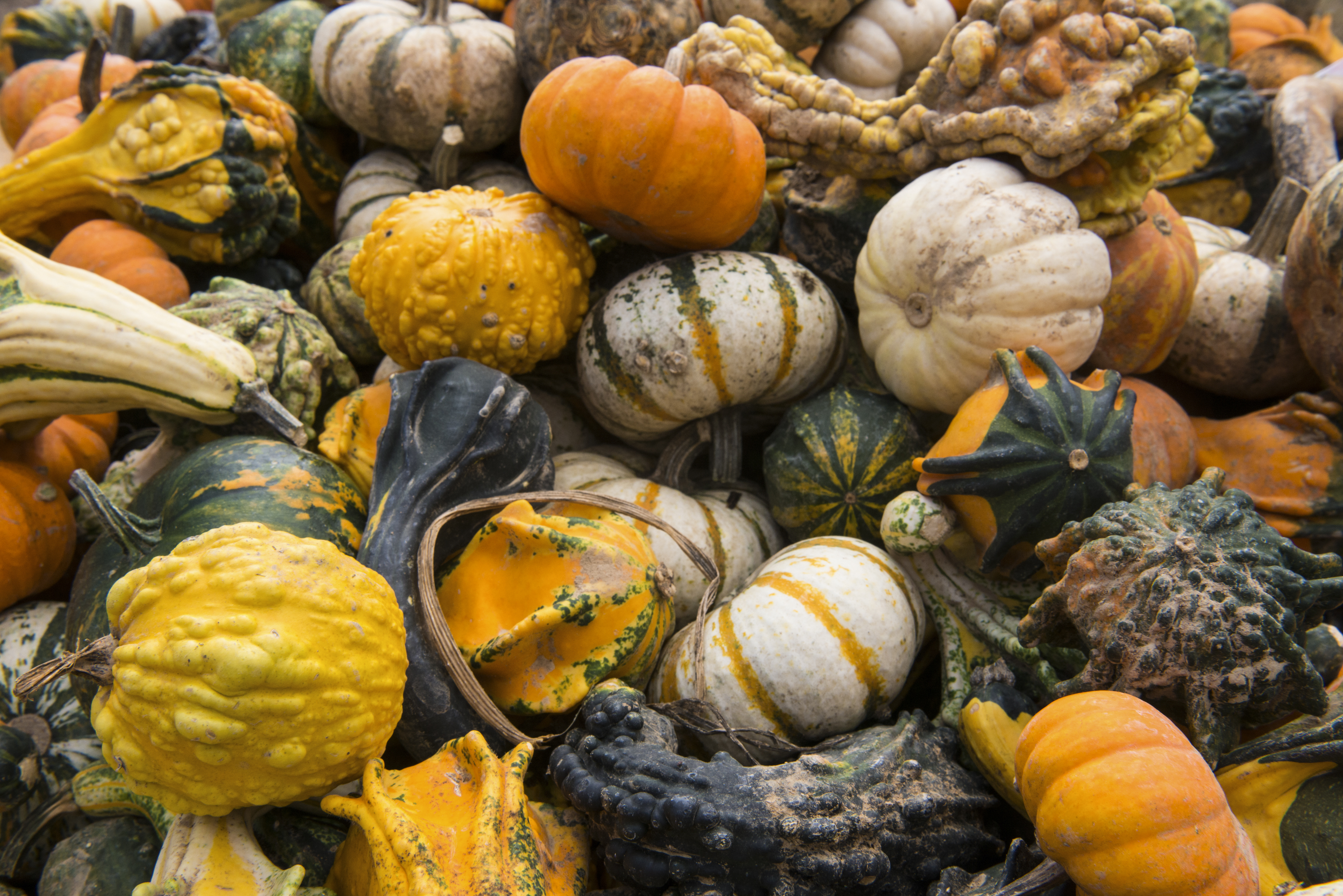 Pumpkin Hollow in Piggott