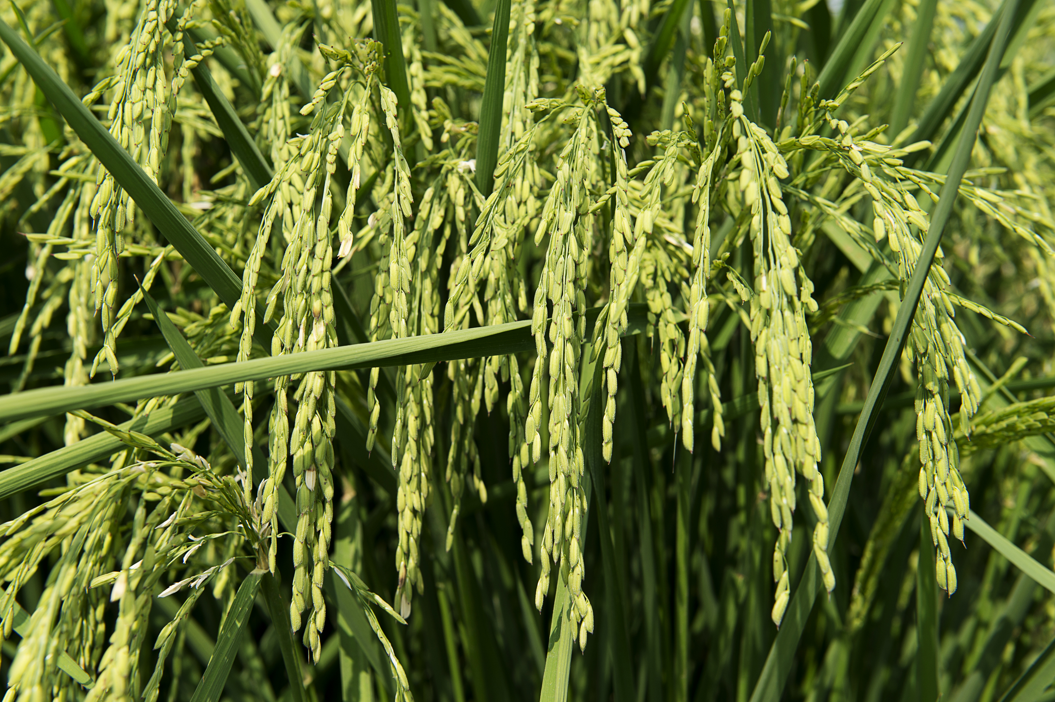 Arkansas rice