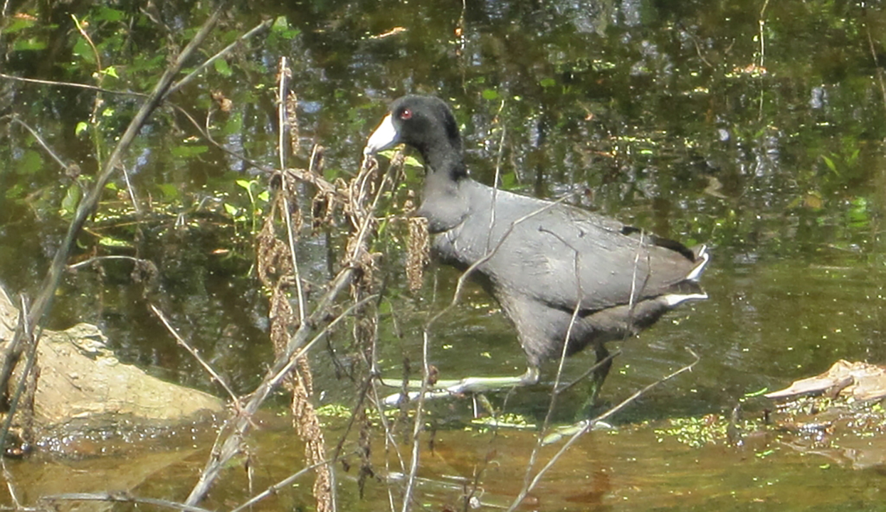 wapanocca nwr