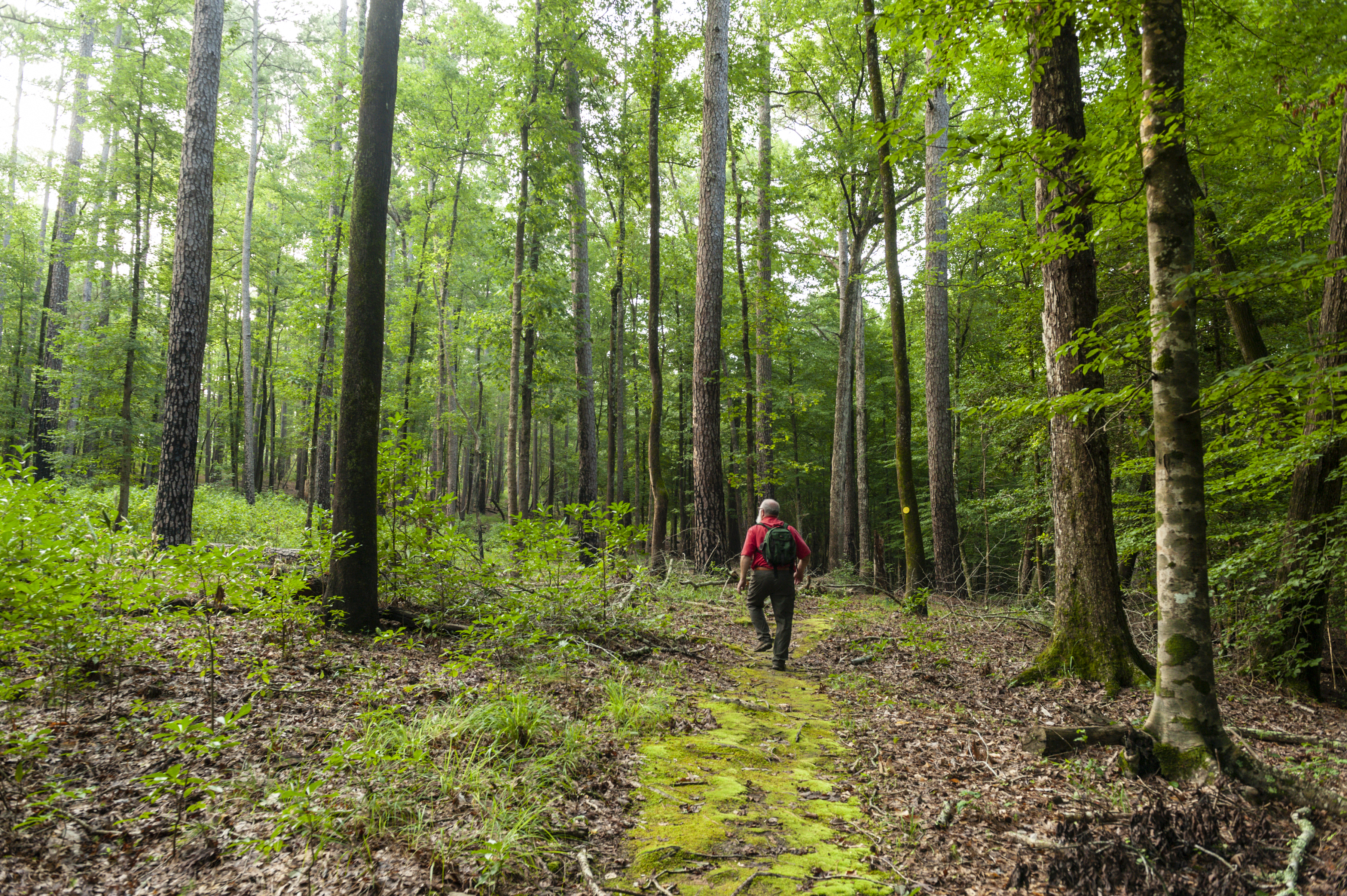 Fern Valley Trail at White Oak State Park