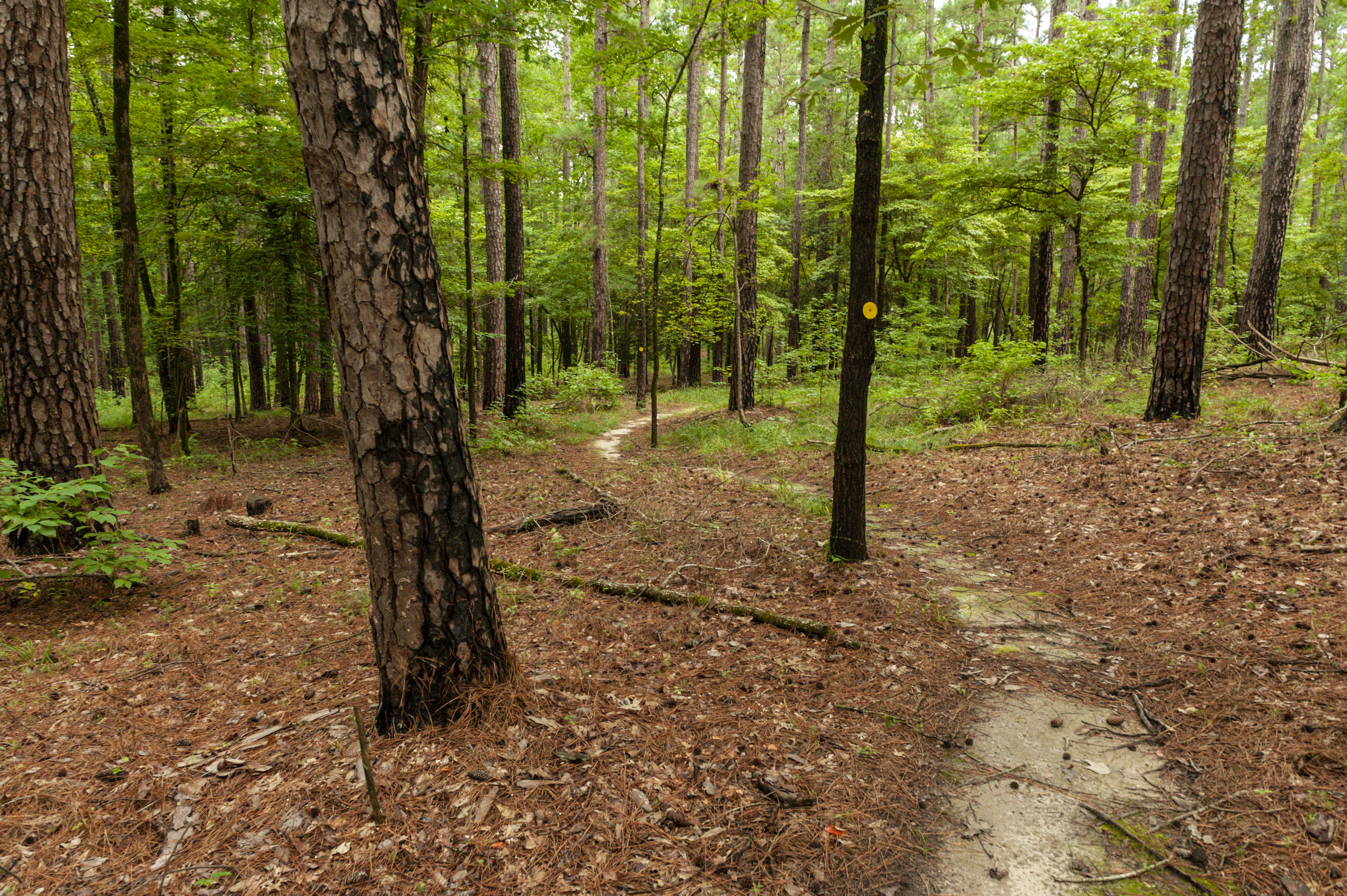 White Oak State Park