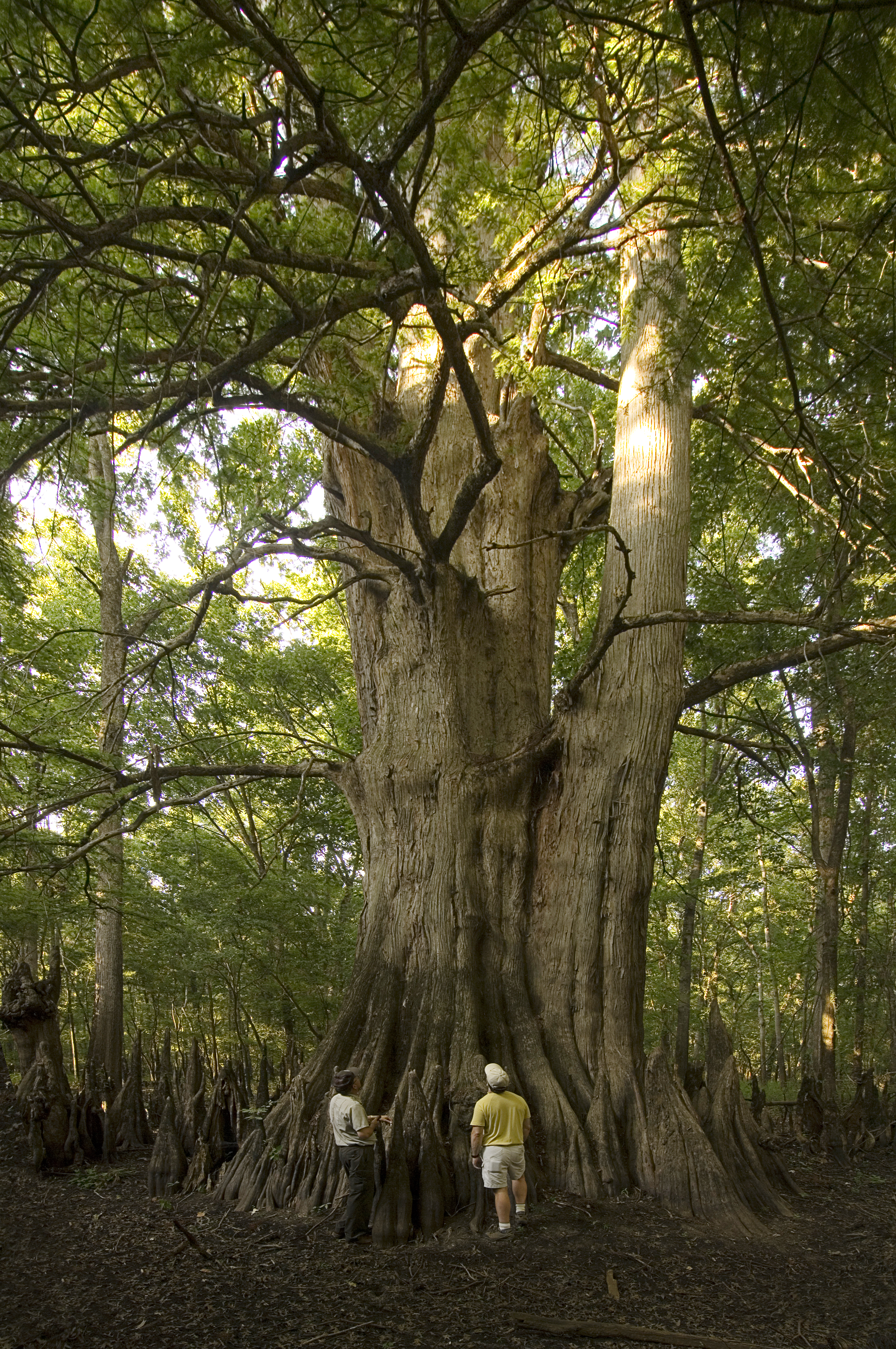 The largest tree in Arkansas...the Champion Baldcypress.