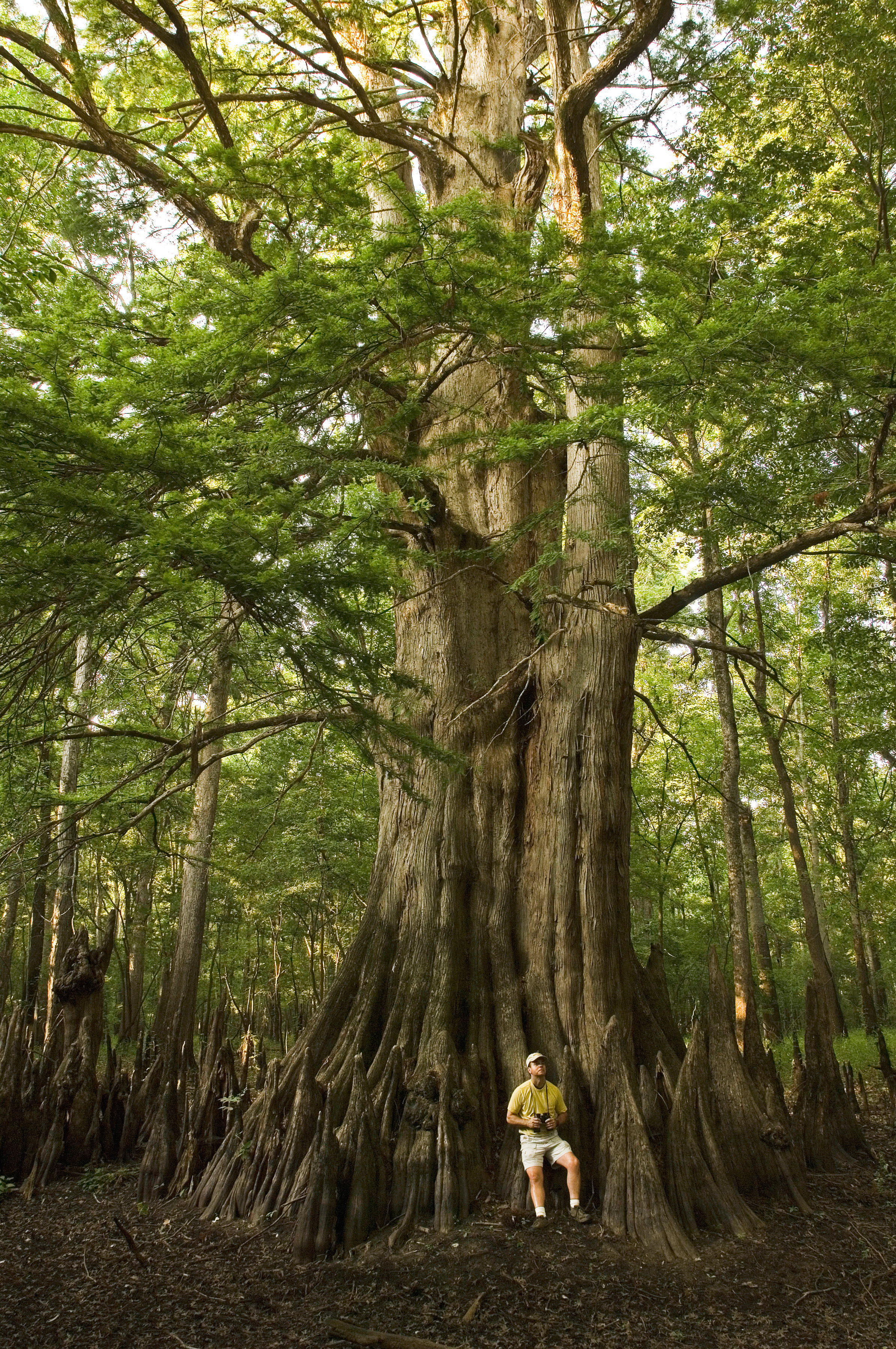 Arkansas's champion baldcypress at the Dale Bumpers White River National Wildlife Refuge.