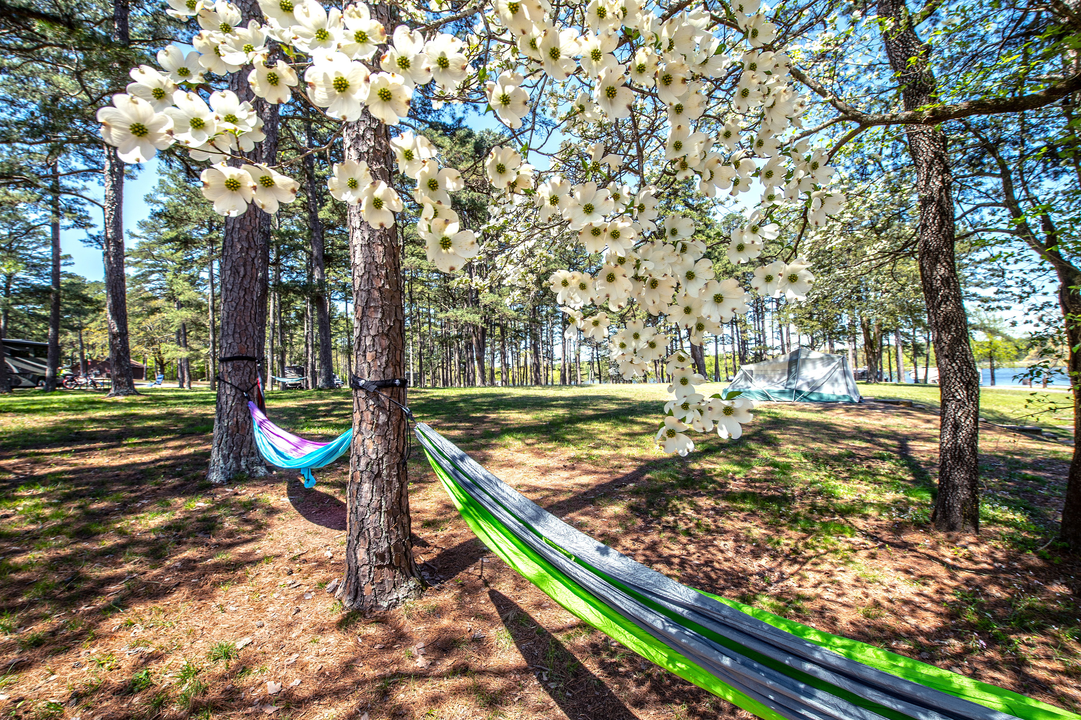Dogwood blooms at Petit Jean State Park