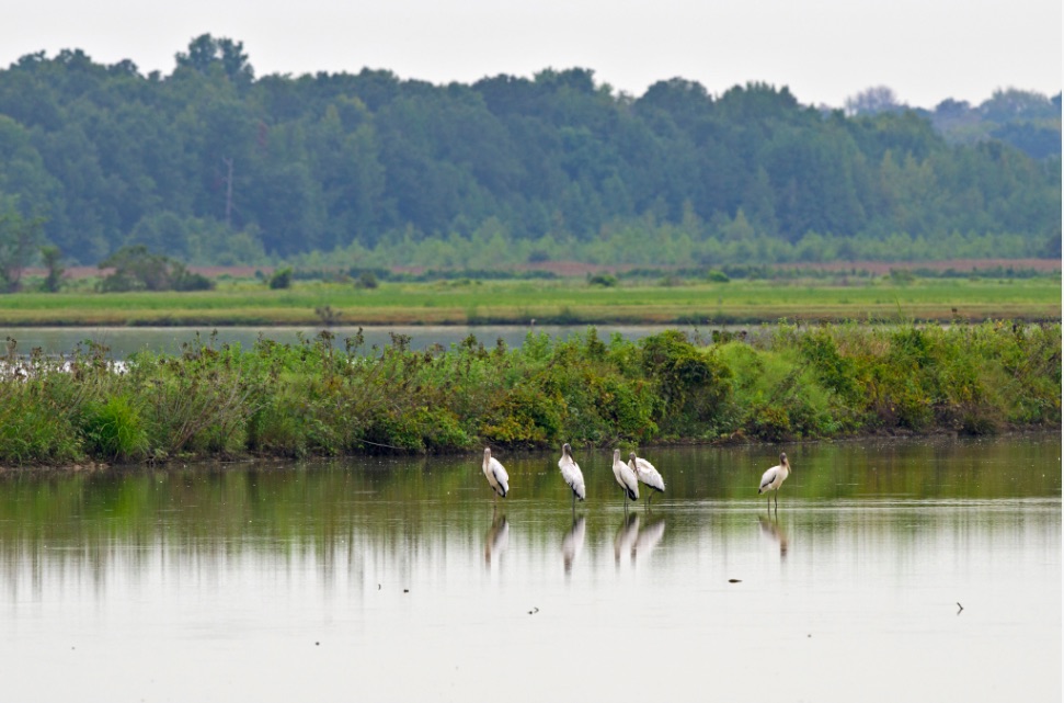 Birding at Bald Knob National Wildlife Refuge