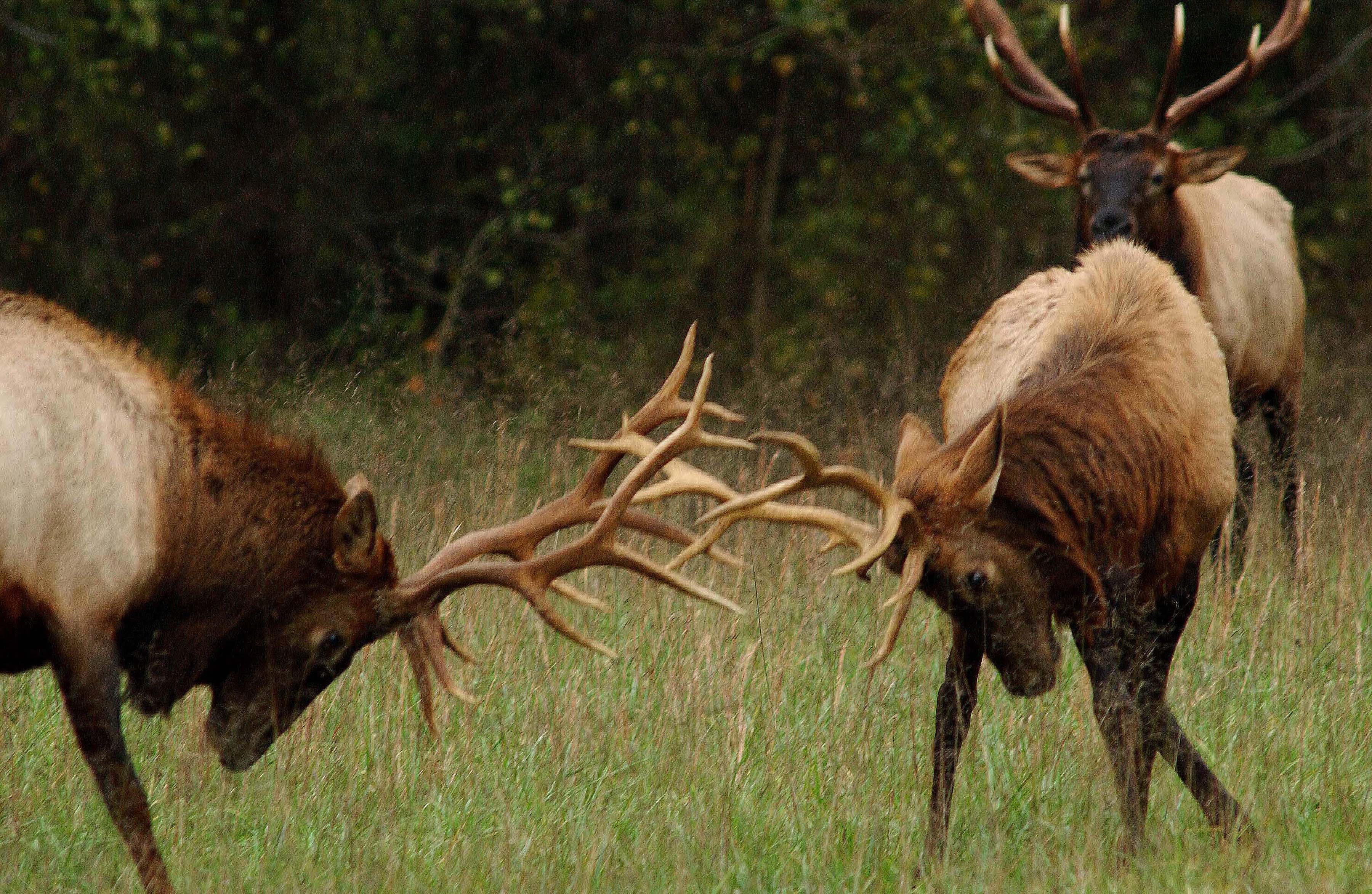 Elk in Boxley Valley off the Buffalo River
