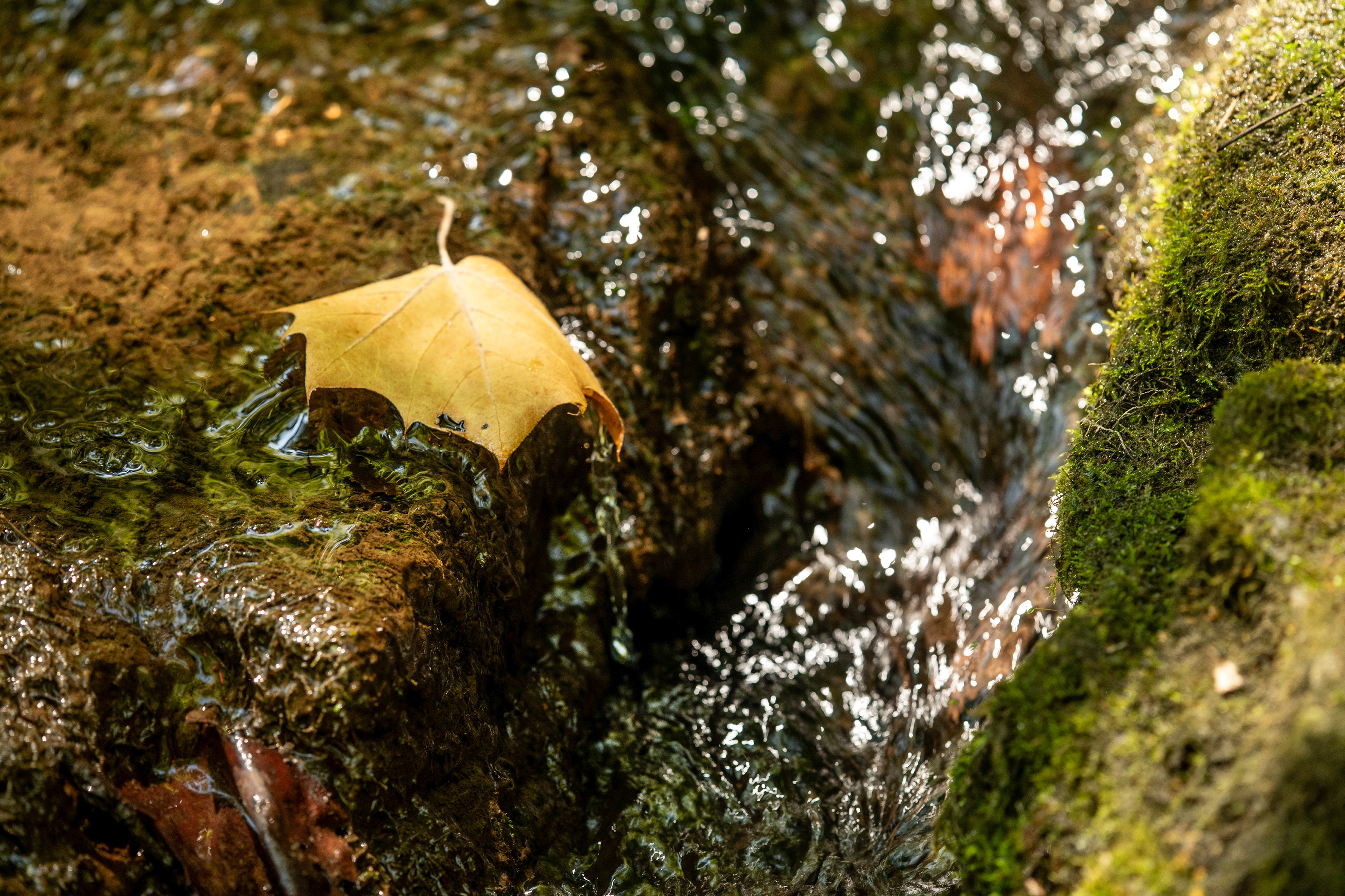 Recent photo from Hall’s Creek Canyon Natural Area near Ravenden Springs.