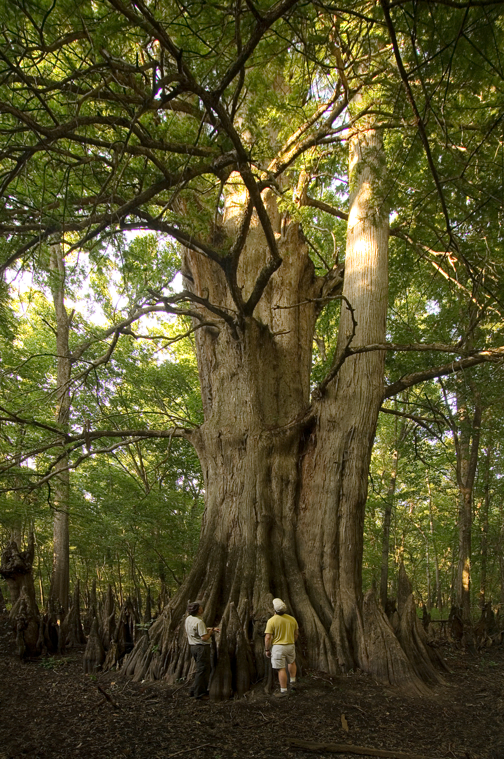 Arkansas's largest tree is the champion cypress on the White River National Wildlife Refuge.
