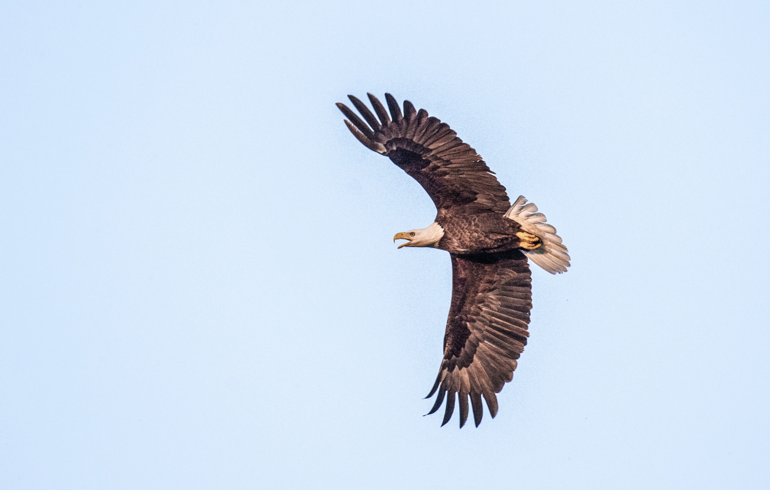 Bald eagle