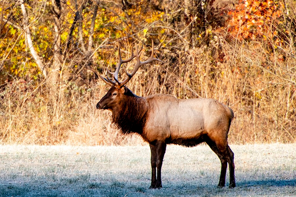 Elk in Buffalo River Country