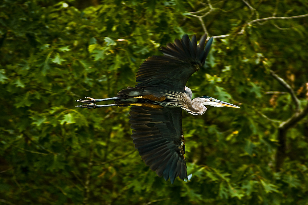 Great Blue Heron at Lake Catherine