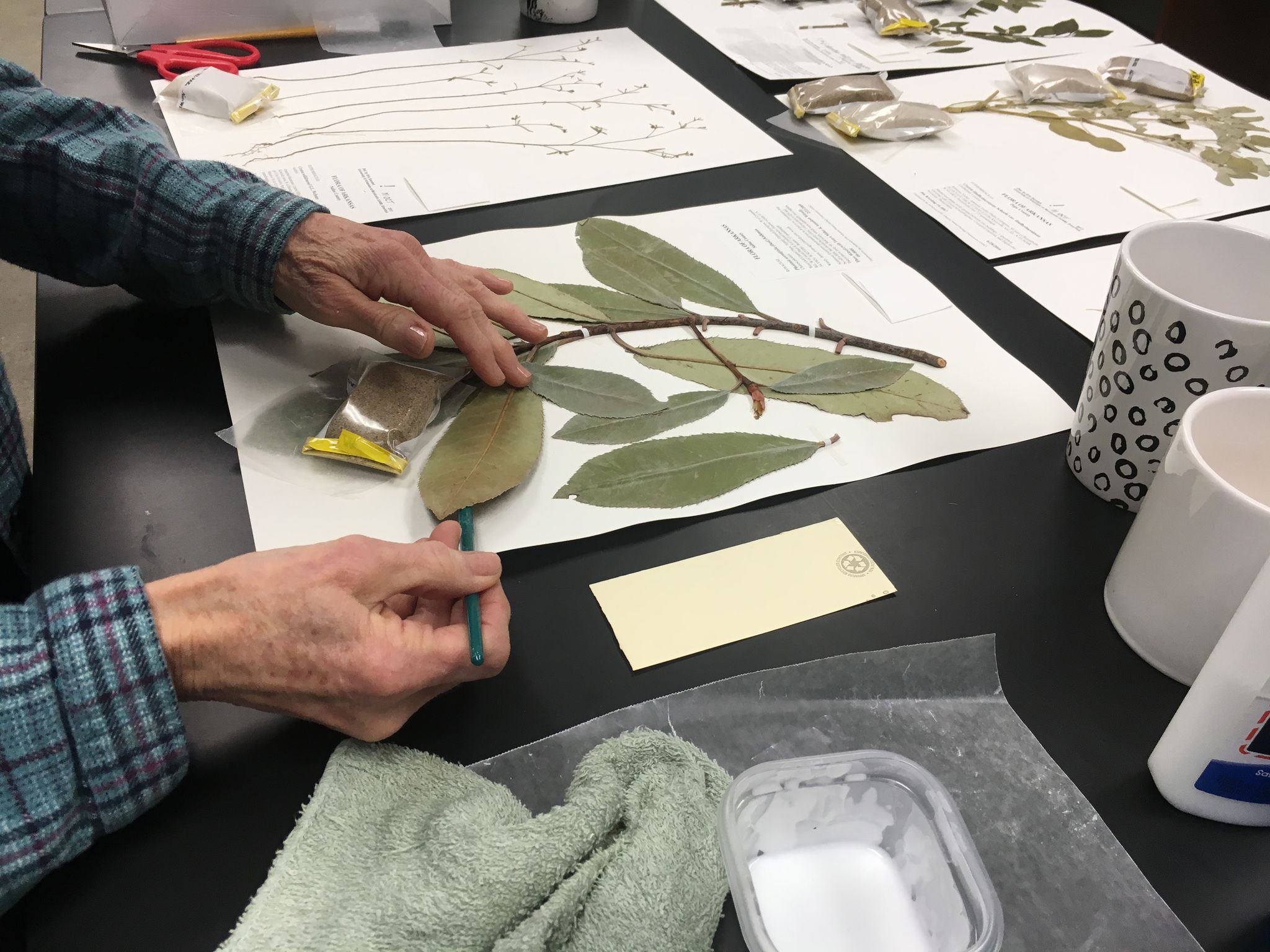 ANHC Herbarium 