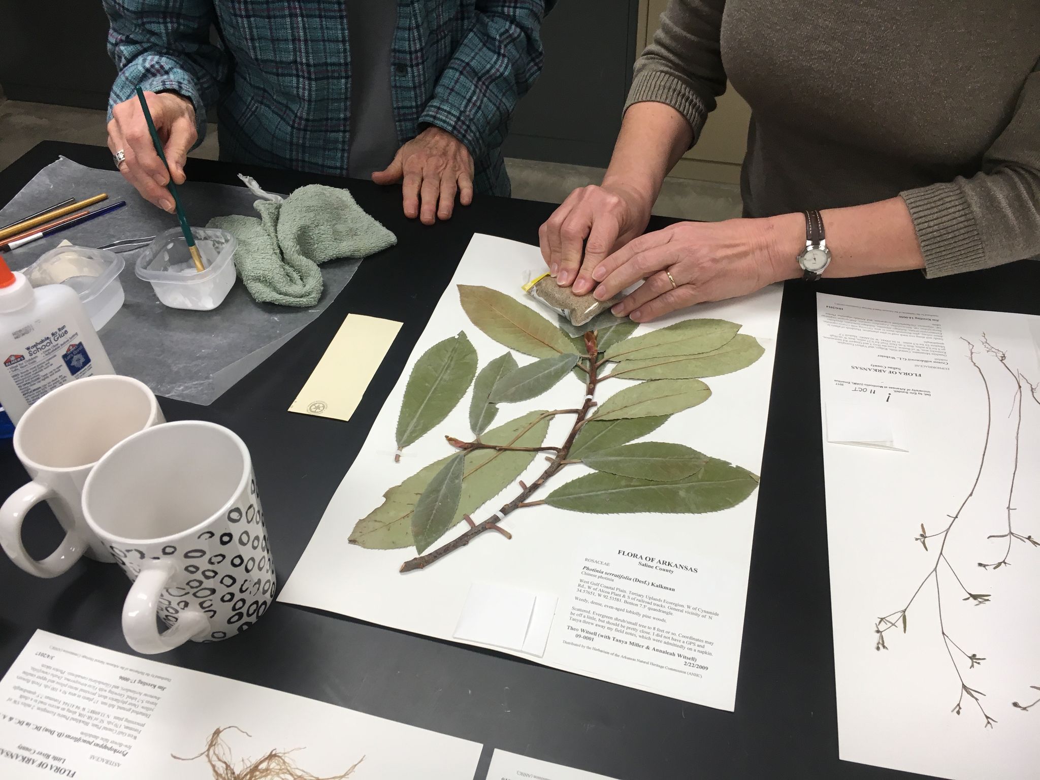 ANHC Herbarium