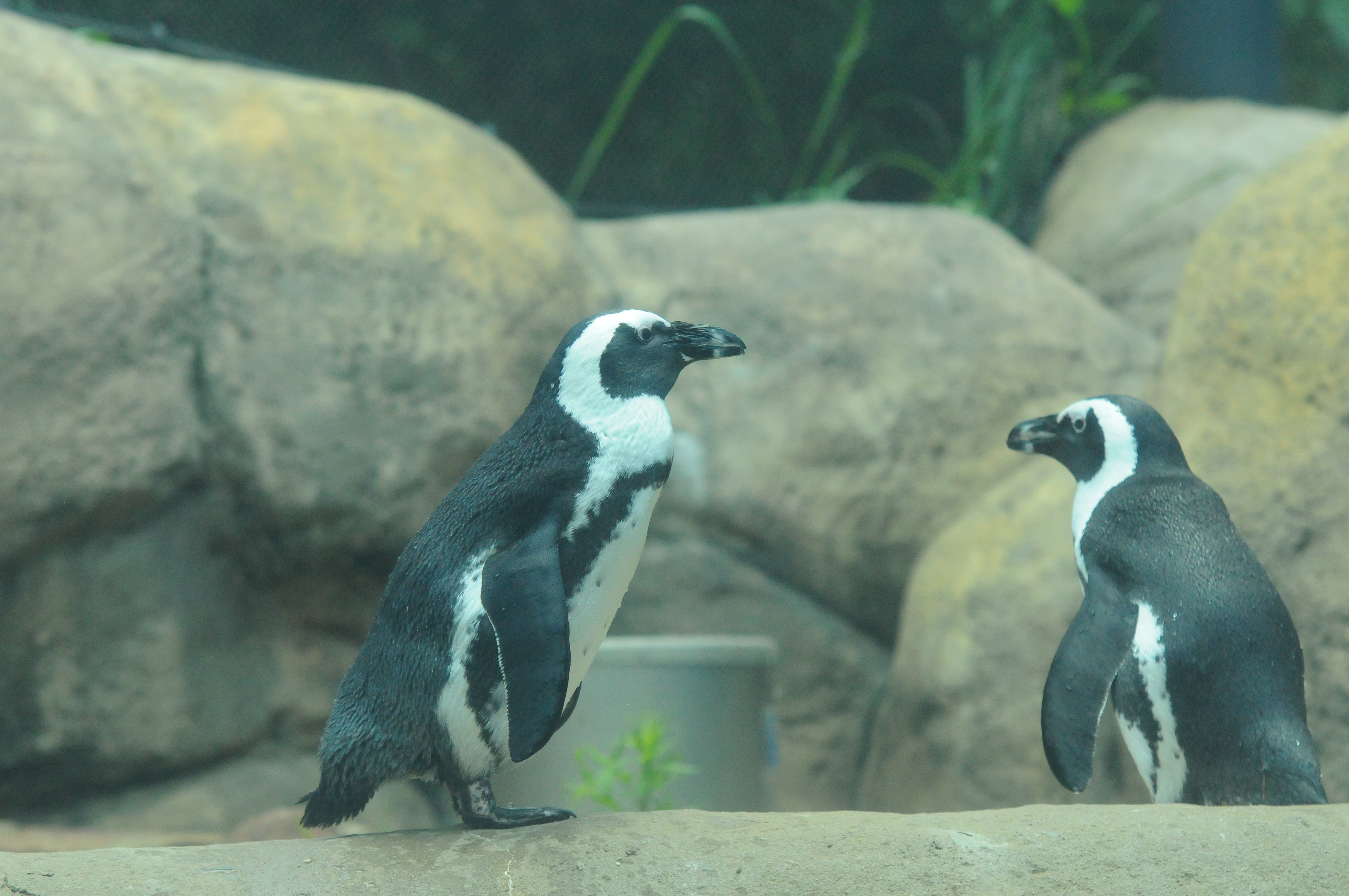 Little Rock Zoo