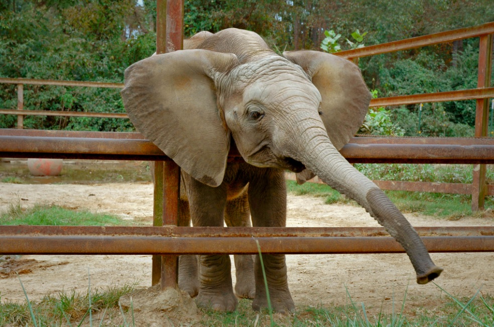 Riddle's Elephant and Wildlife Sanctuary 