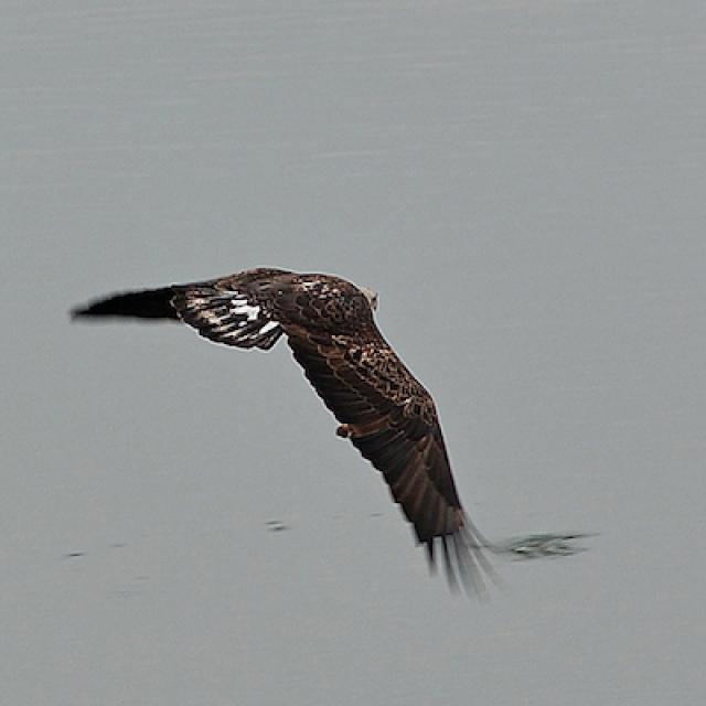 Birding in Arkansas