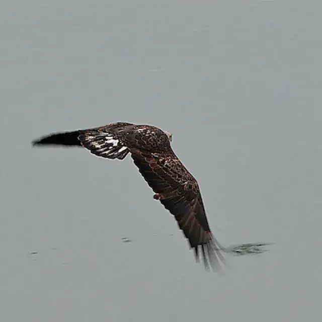 Eagles flying over central Arkansas