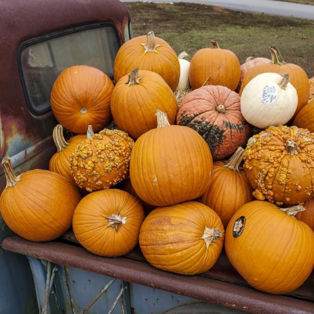 Pumpkins piled up in the back of a truck at the Clinton Pottery Shoppe